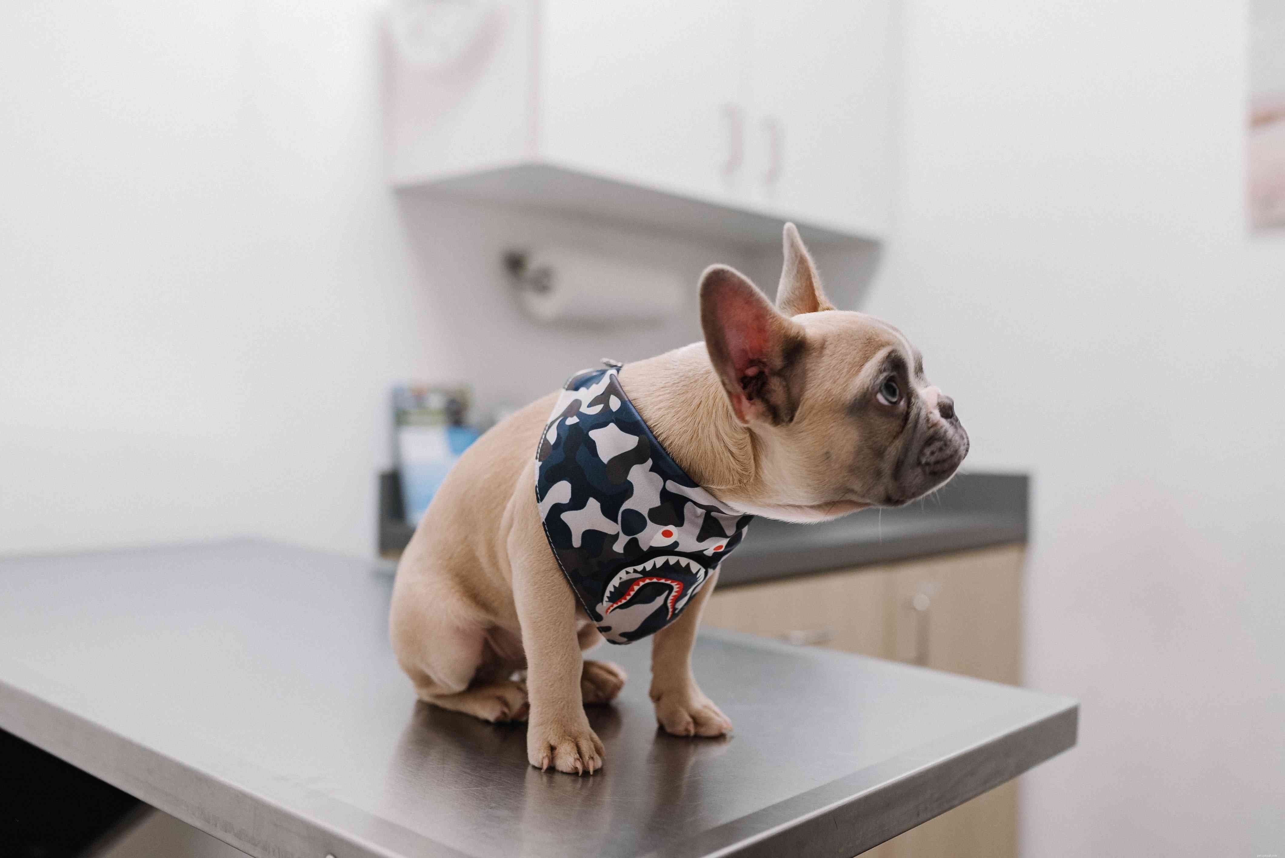 Relieve Your Dog’s Itchy Allergies: Home Remedies & Vet Tips