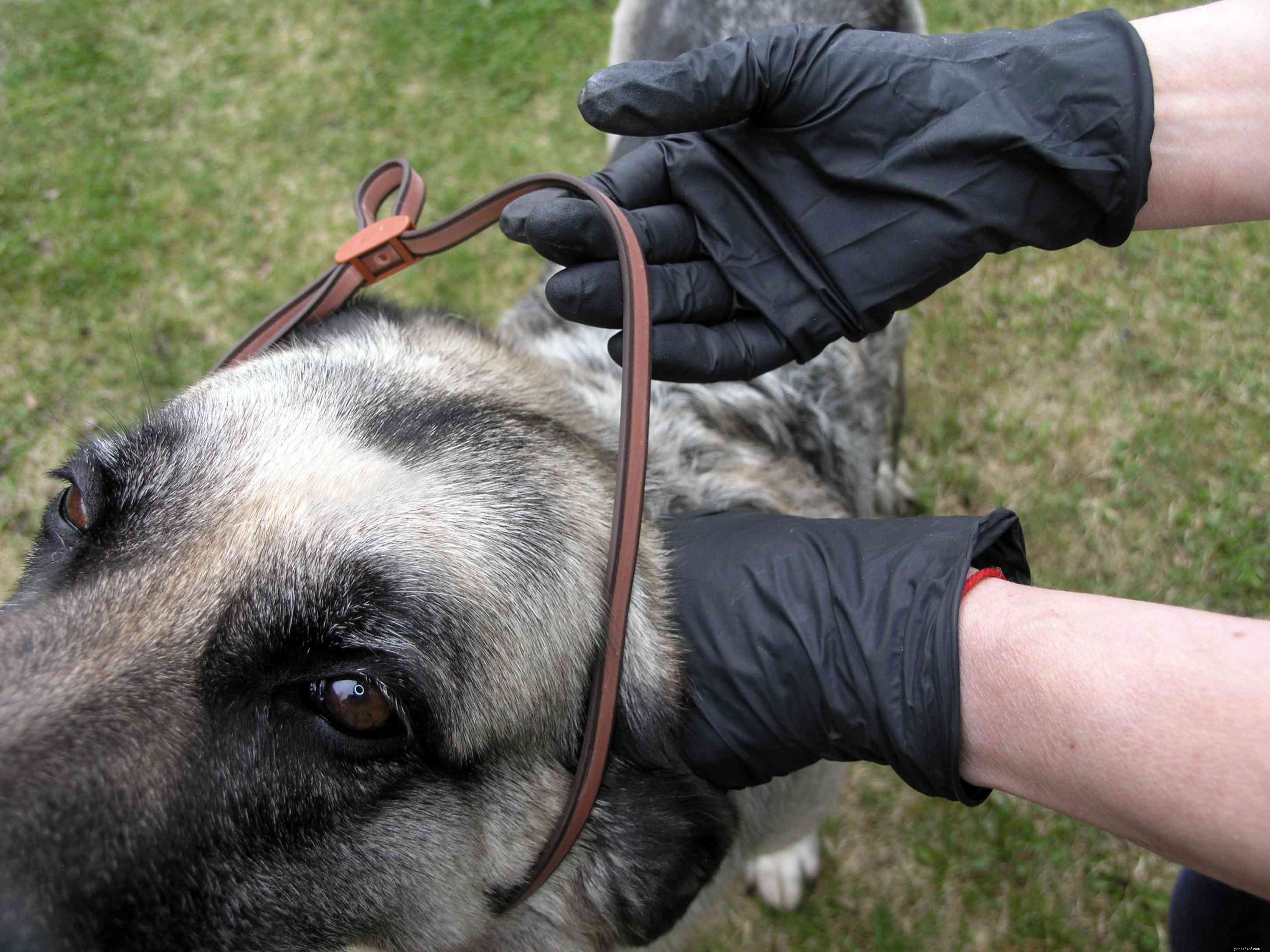 Relieve Your Dog’s Itchy Allergies: Home Remedies & Vet Tips