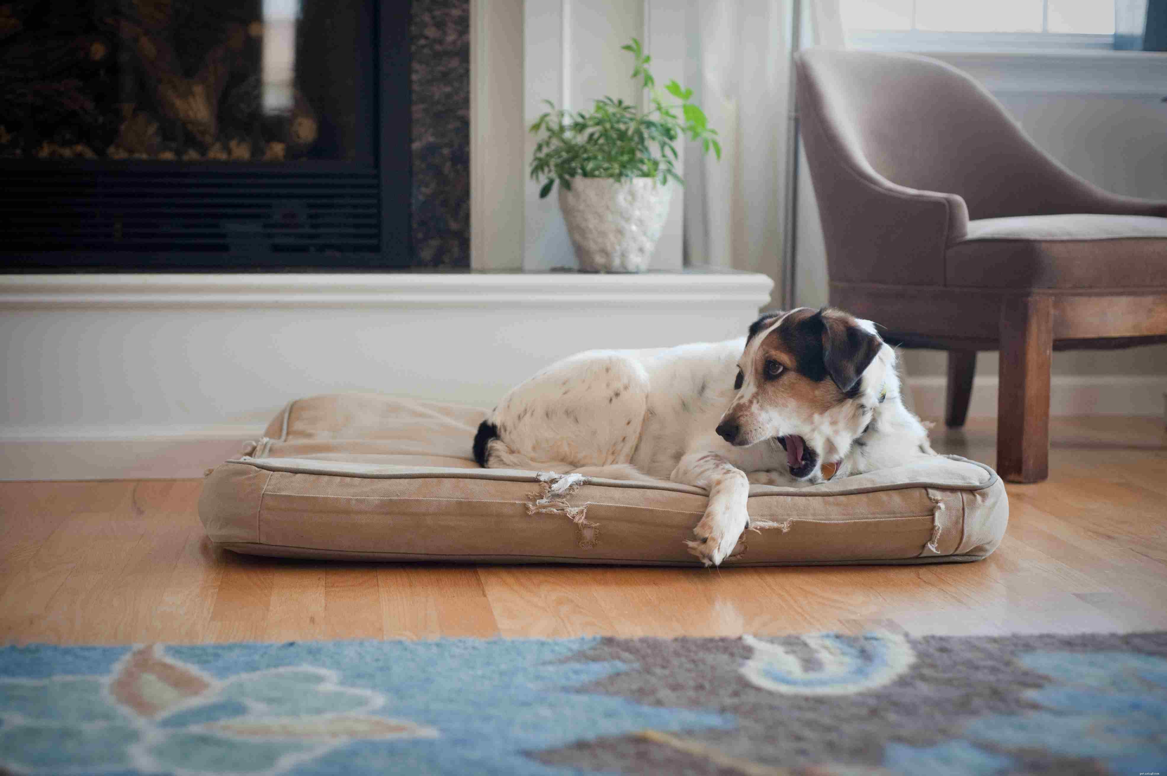 Relieve Your Dog’s Itchy Allergies: Home Remedies & Vet Tips