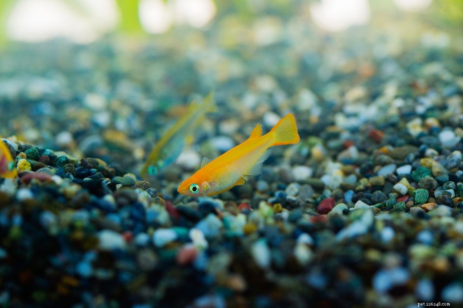 Choosing the Right Aquarium Substrate: Purpose, Types, and Selection Tips