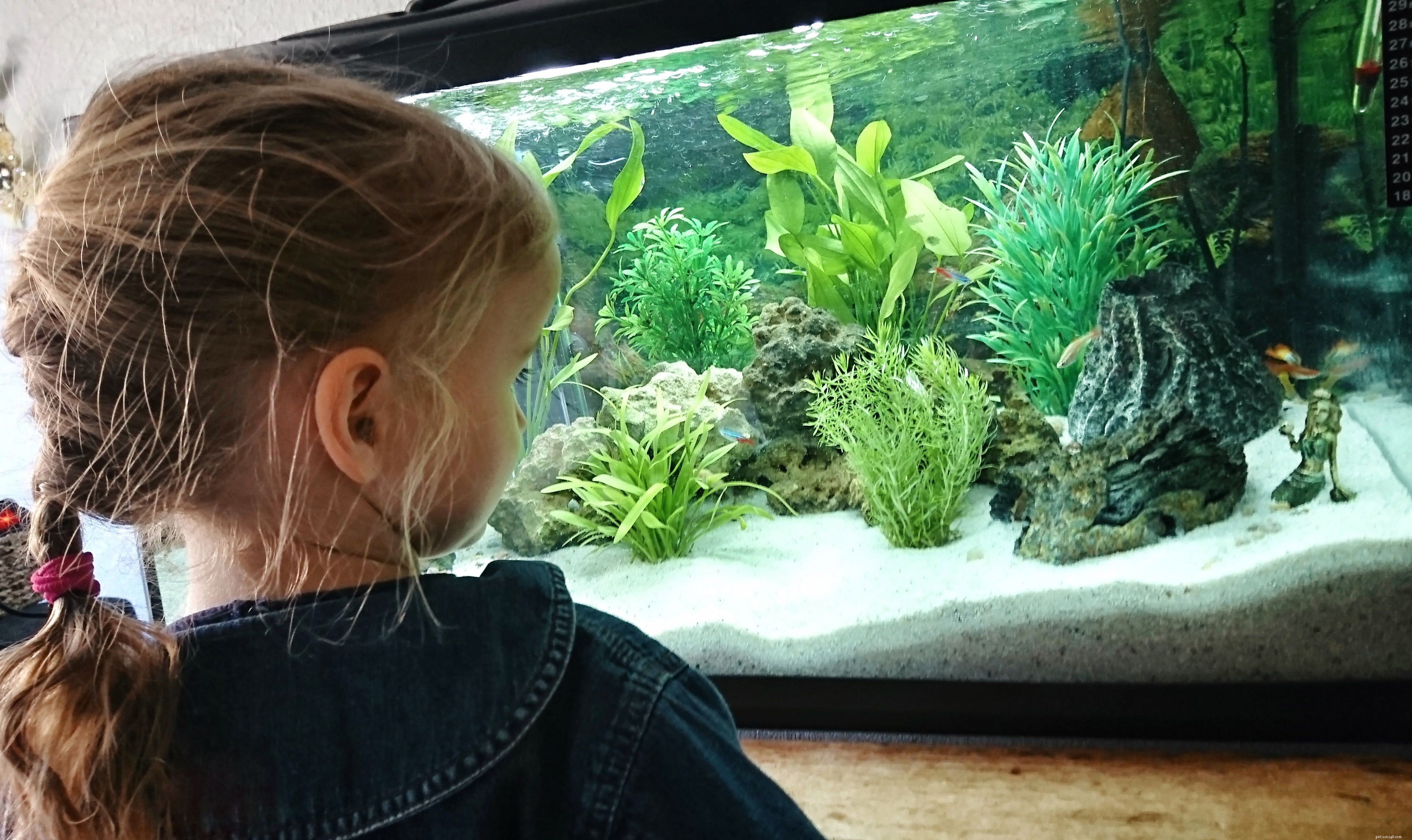 Choosing the Right Aquarium Substrate: Purpose, Types, and Selection Tips