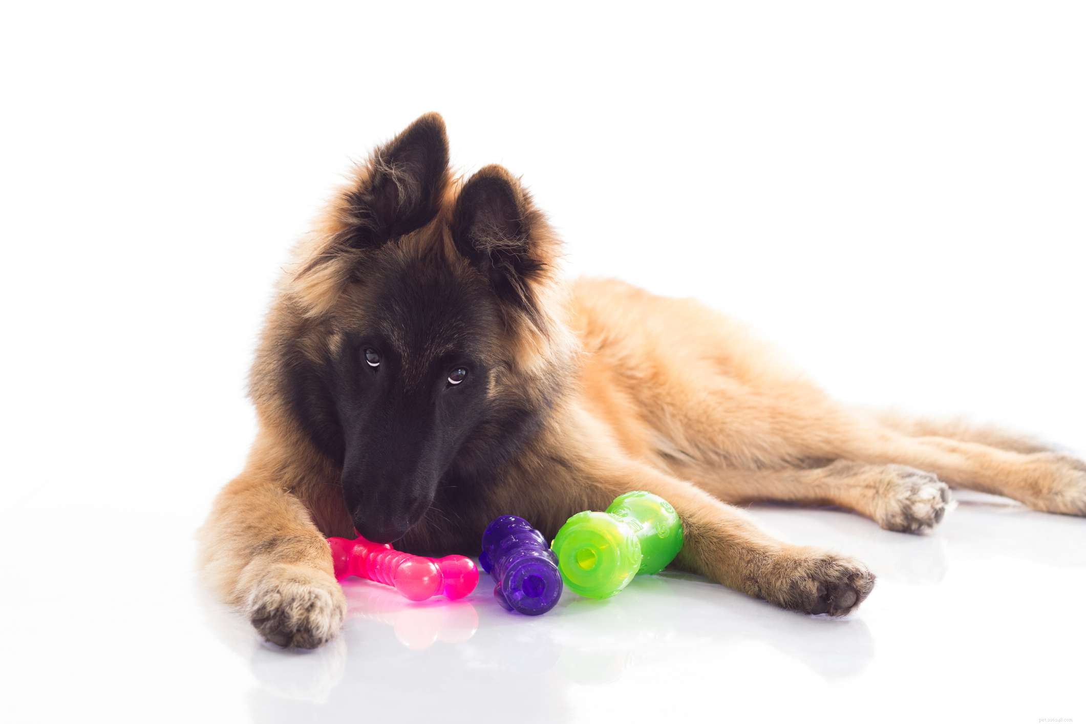 Belgian Tervuren Dog: Key Traits, Care Tips, and Training Guide