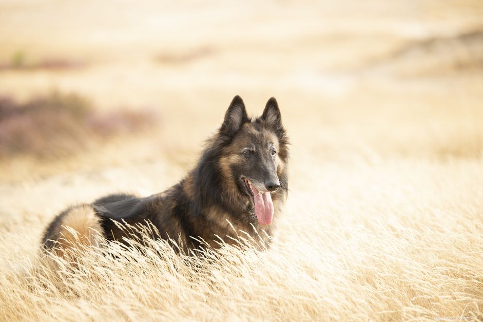 Belgian Tervuren Dog: Key Traits, Care Tips, and Training Guide