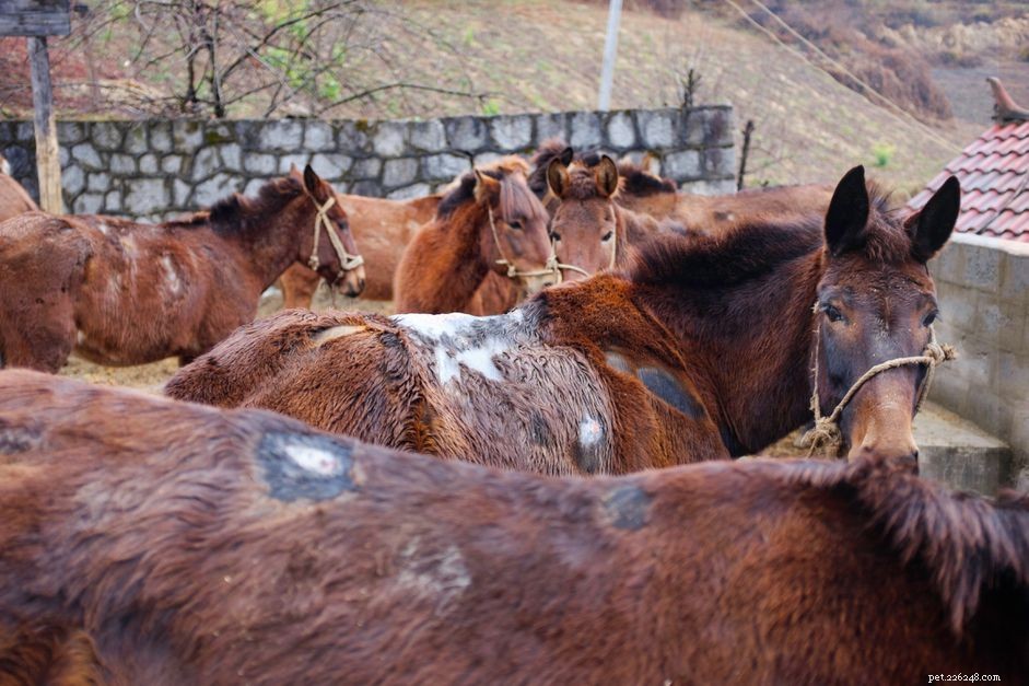 Preventing and Treating Girth Galls & Saddle Sores in Horses