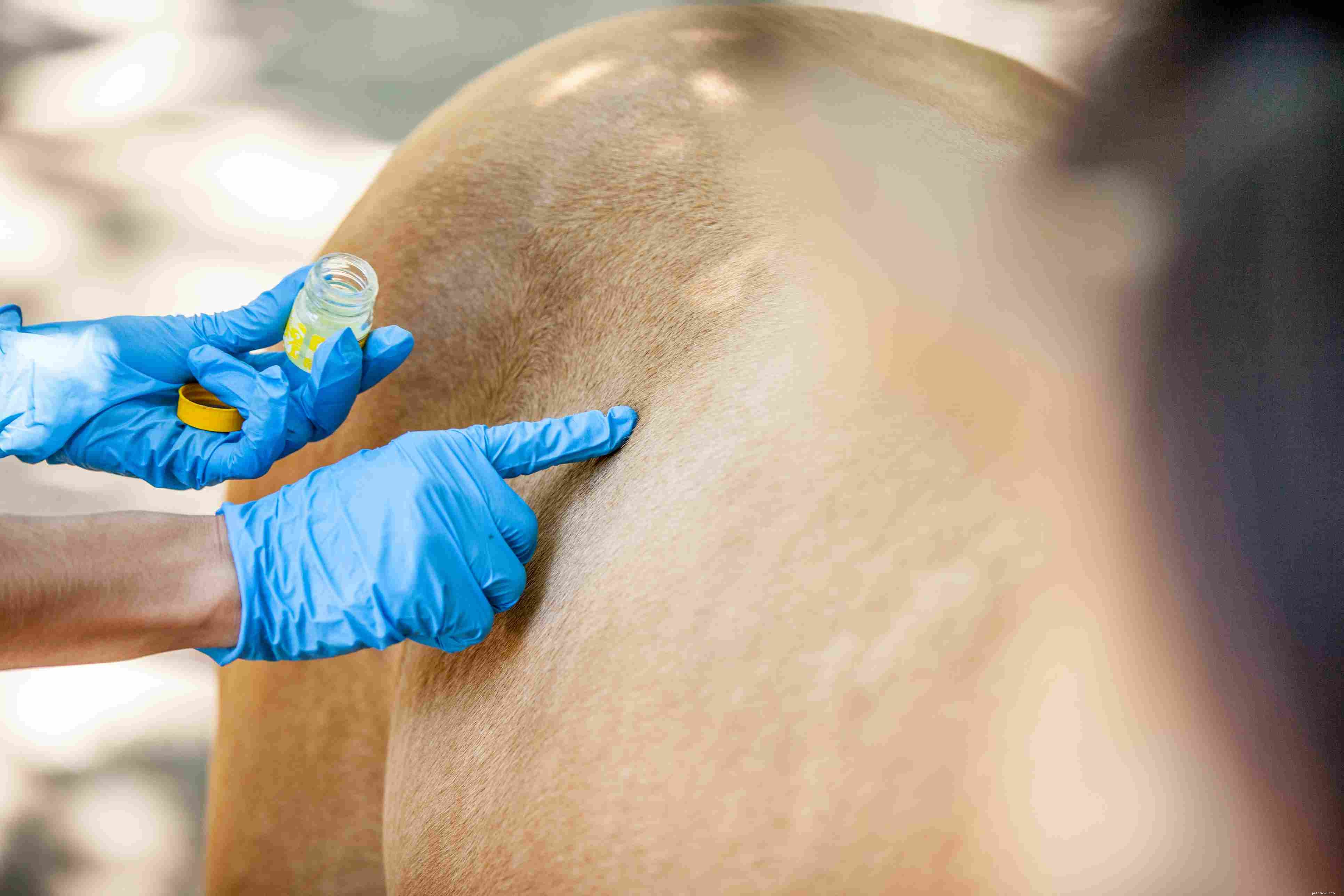 Preventing and Treating Girth Galls & Saddle Sores in Horses
