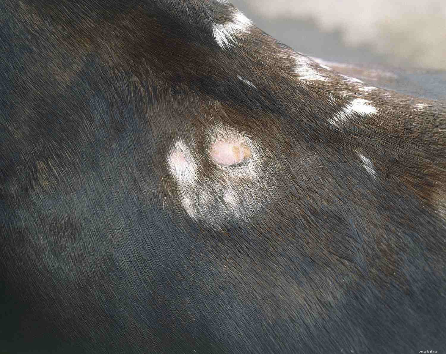 Preventing and Treating Girth Galls & Saddle Sores in Horses