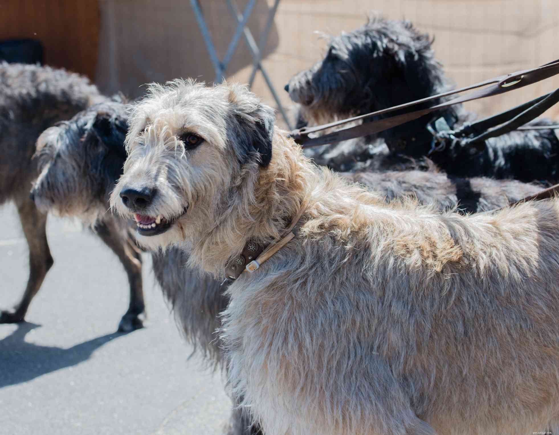 Irish Wolfhound: Comprehensive Guide to Traits, Training & Care