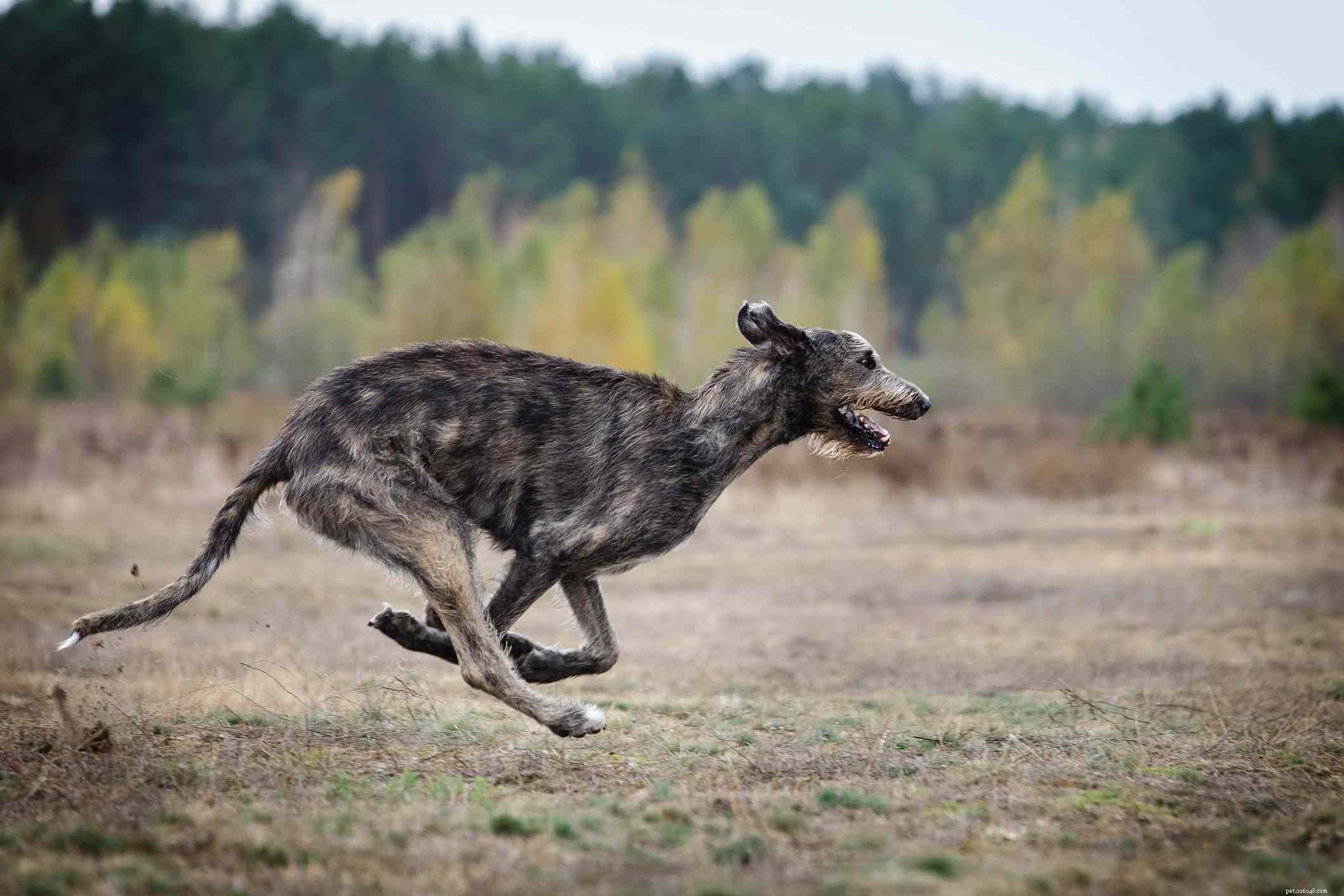 Irish Wolfhound: Comprehensive Guide to Traits, Training & Care