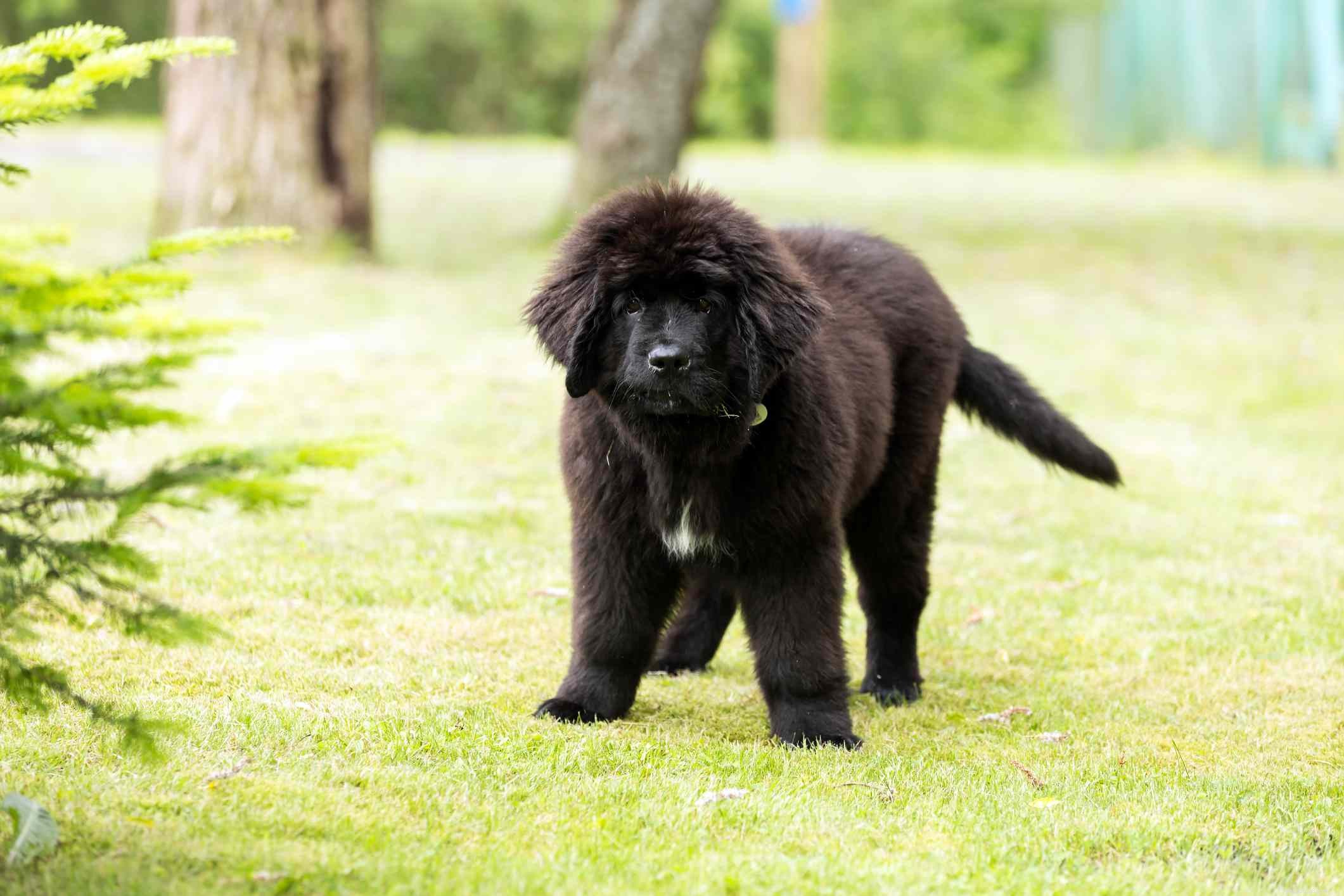 Newfoundland (Newfie) Dog: Traits, Care, and Training Guide