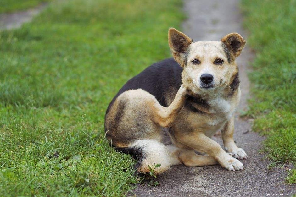 Effective Solutions for Canine Skin Irritation