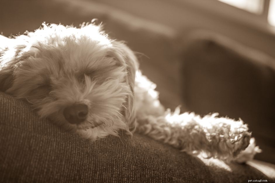 Understanding Puppy Fur: Growth, Function, and Care