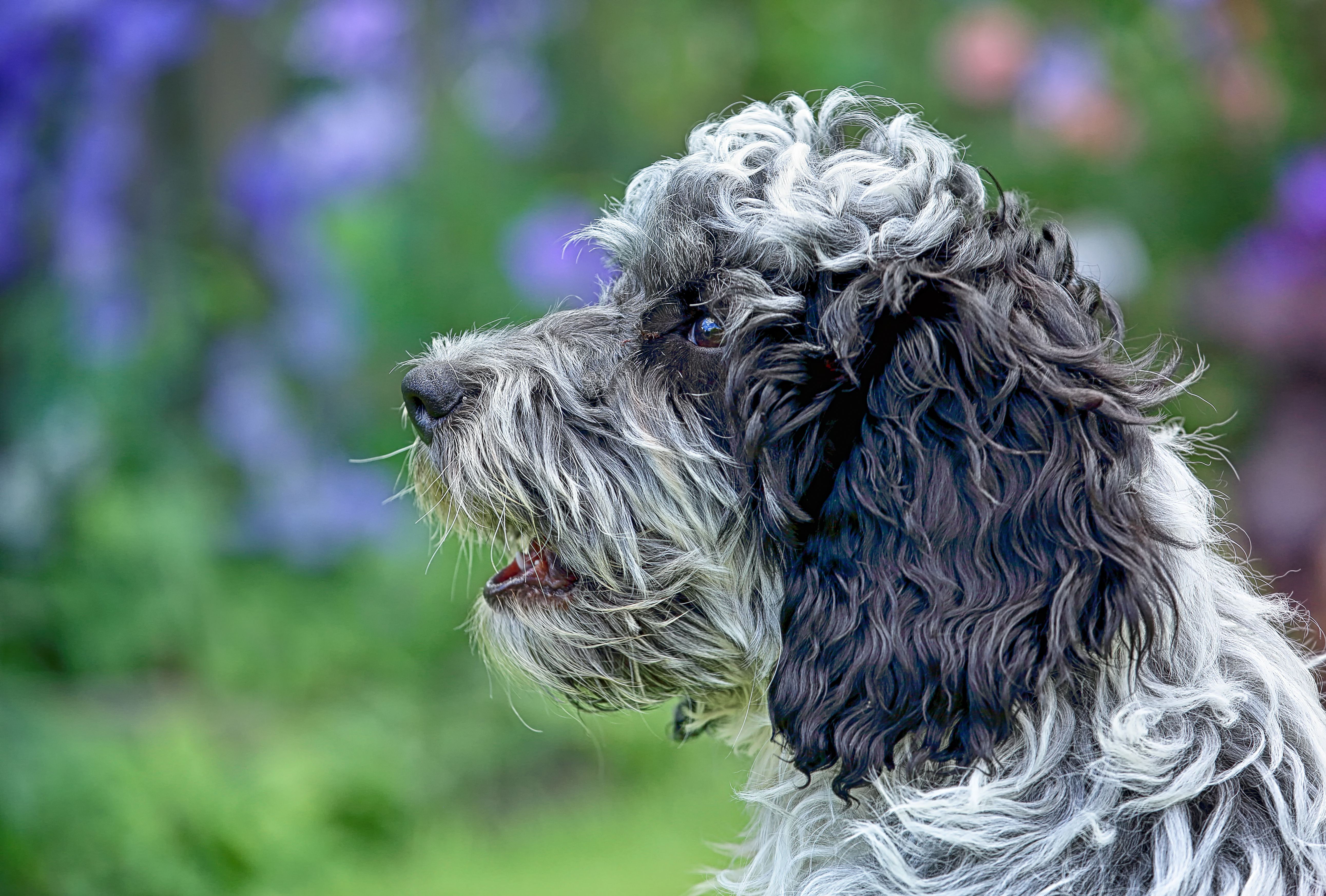Understanding Puppy Fur: Growth, Function, and Care