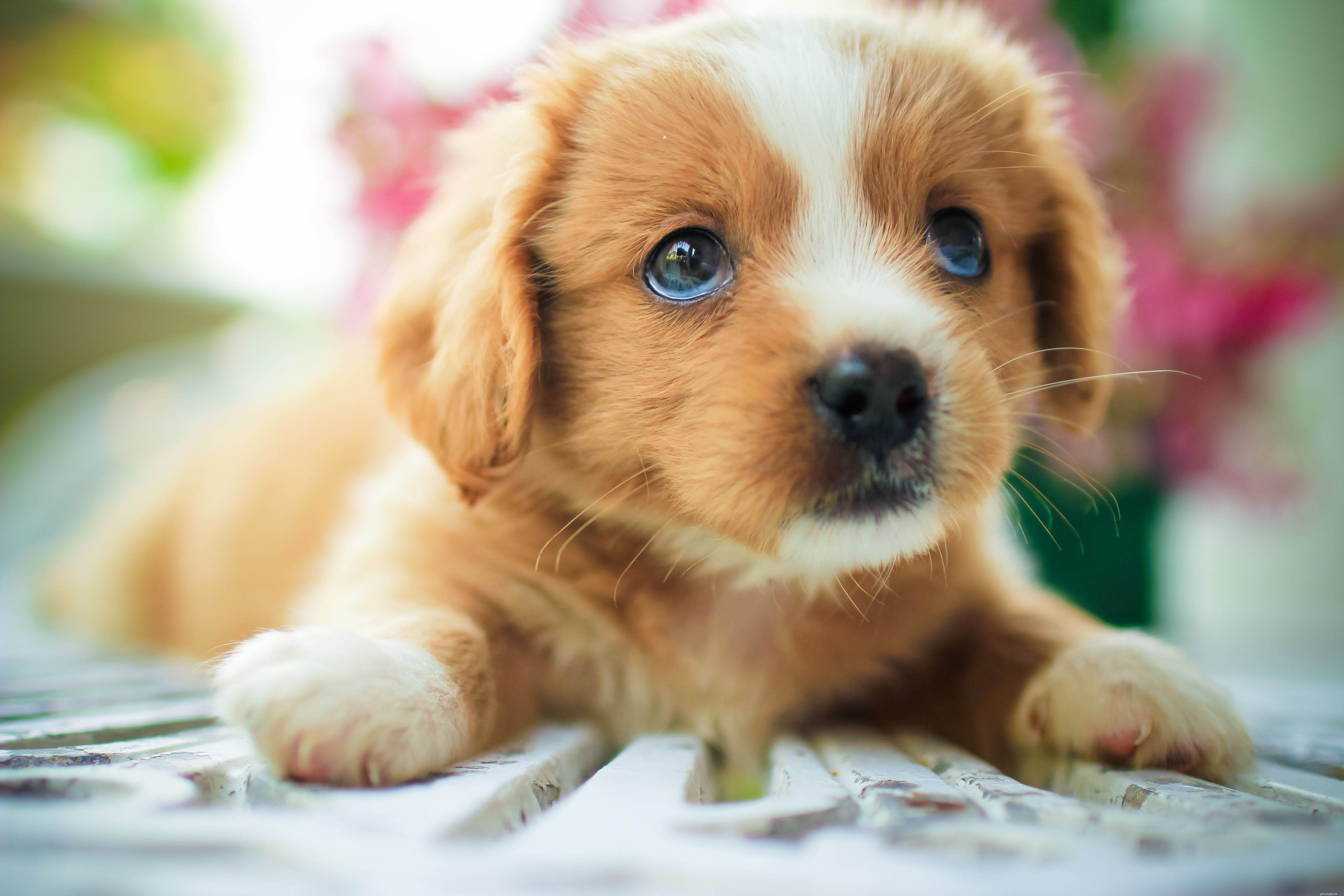 Understanding Puppy Fur: Growth, Function, and Care