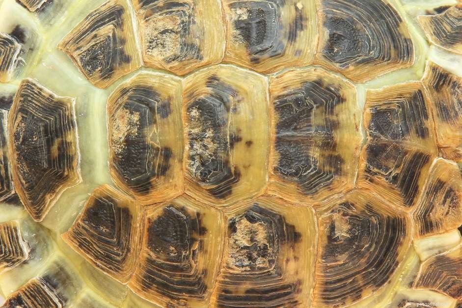 Turtle & Tortoise Shell Care: Spotting and Preventing Common Issues