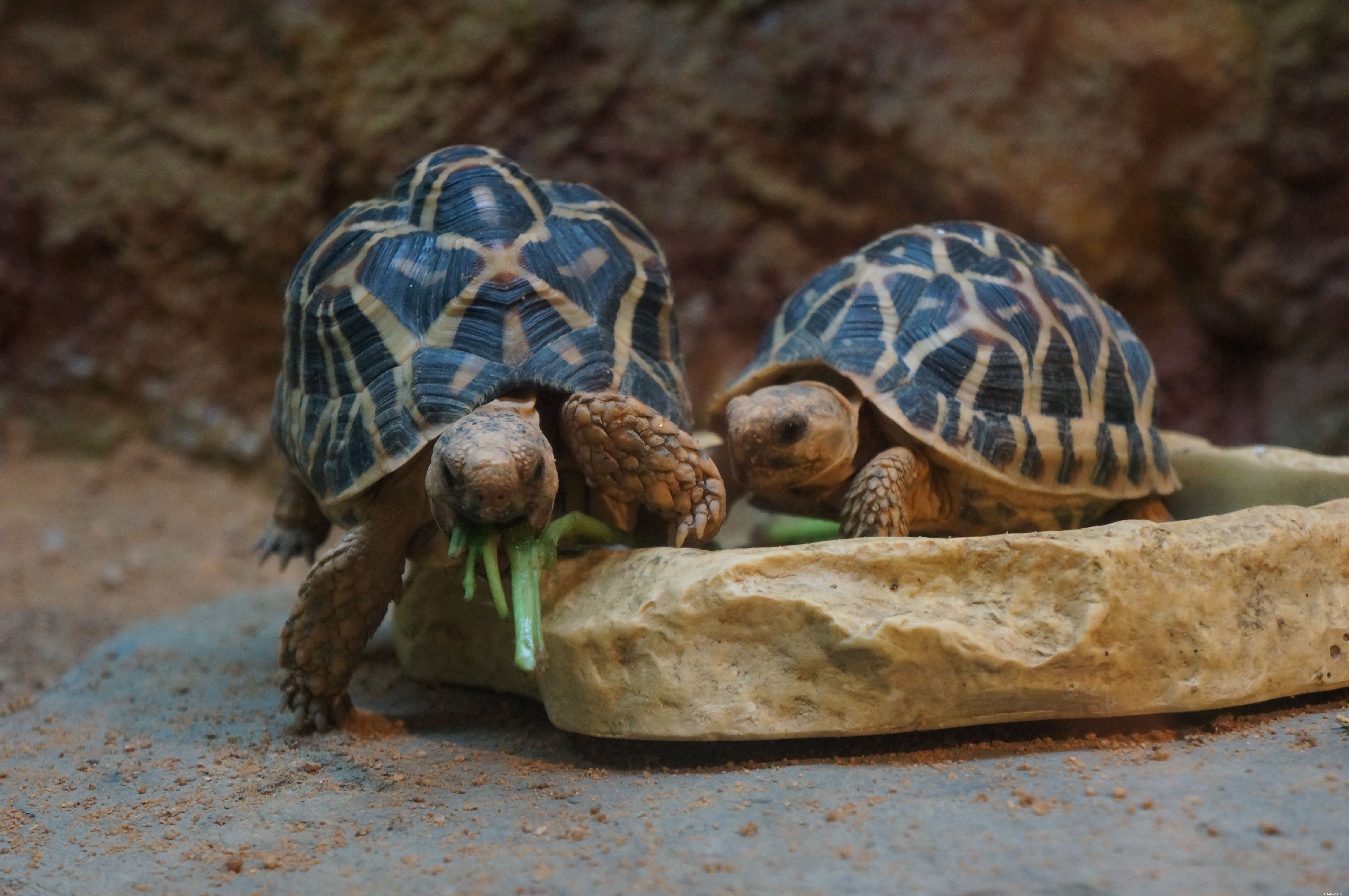 Turtle & Tortoise Shell Care: Spotting and Preventing Common Issues