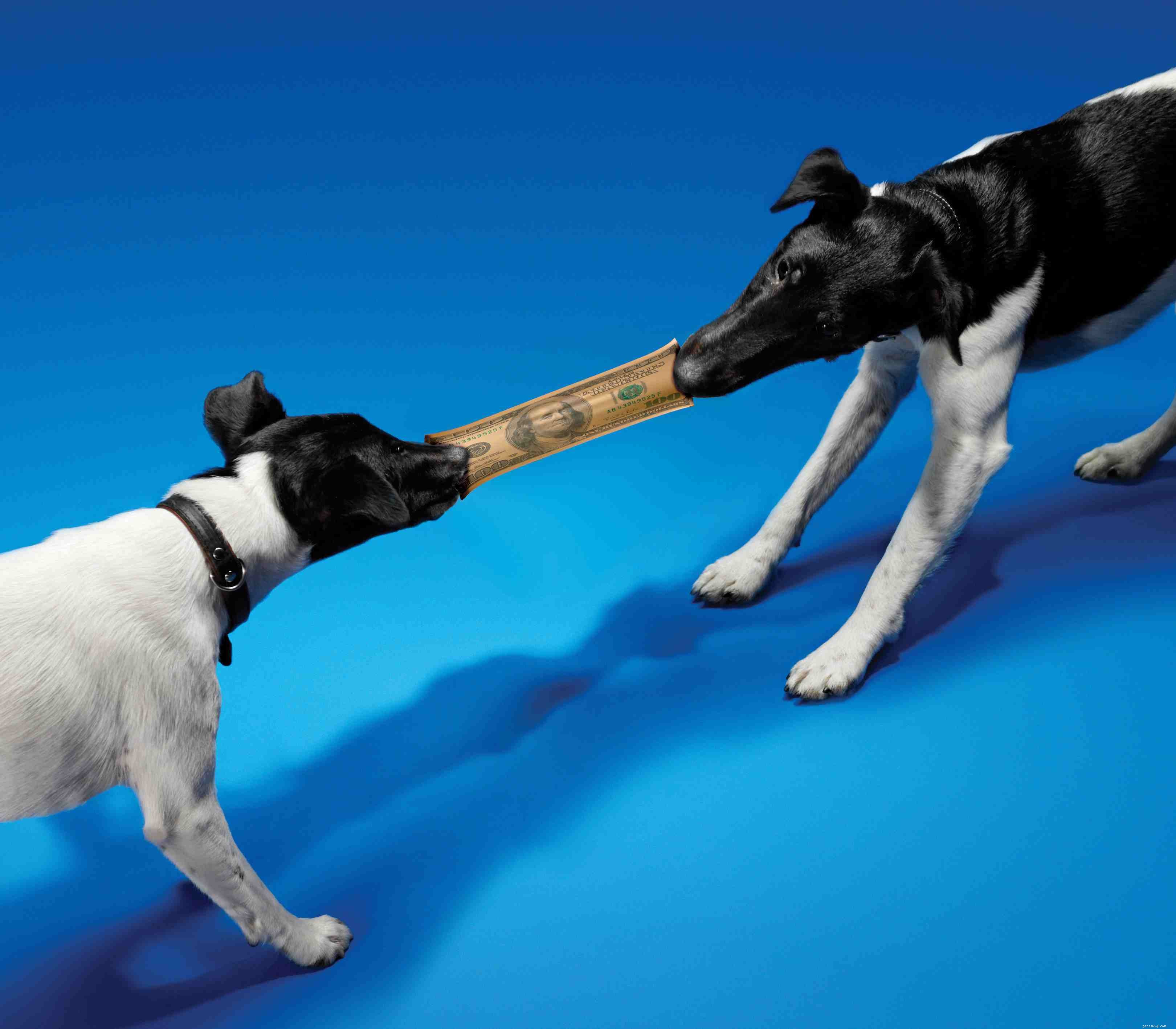 6 Essential Vet Insights Every Pet Owner Should Know