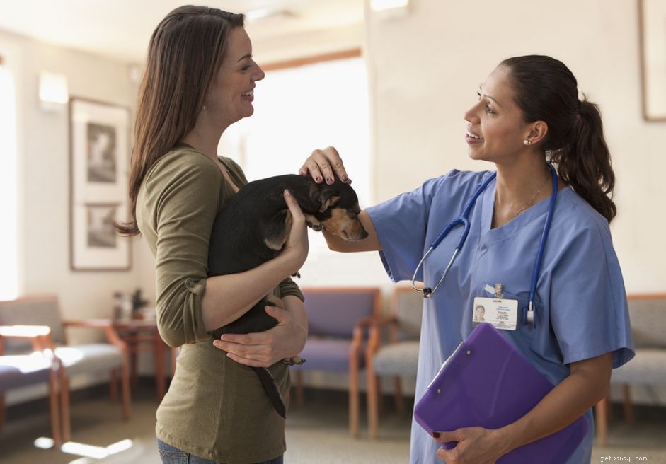 6 Essential Vet Insights Every Pet Owner Should Know