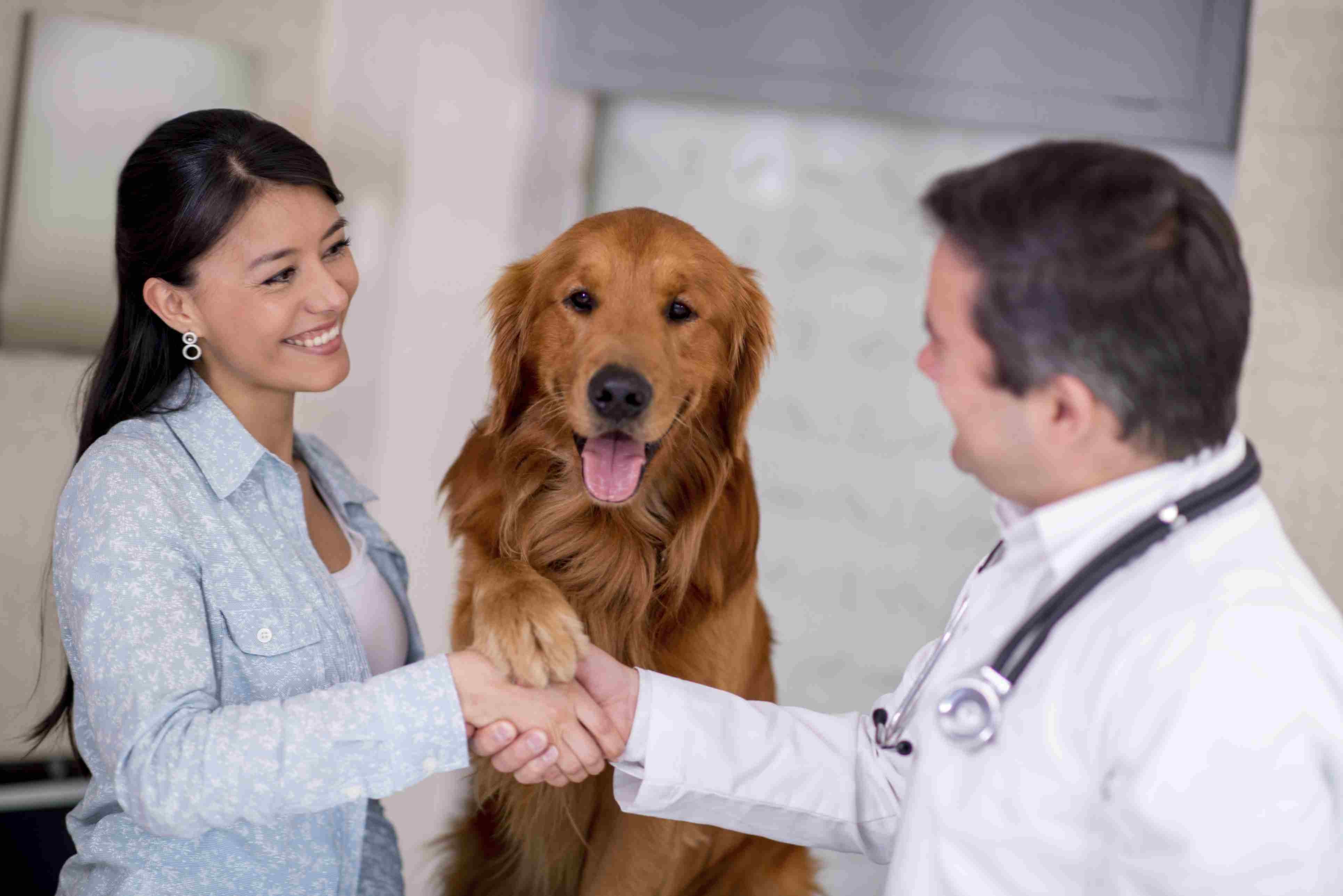 6 Essential Vet Insights Every Pet Owner Should Know