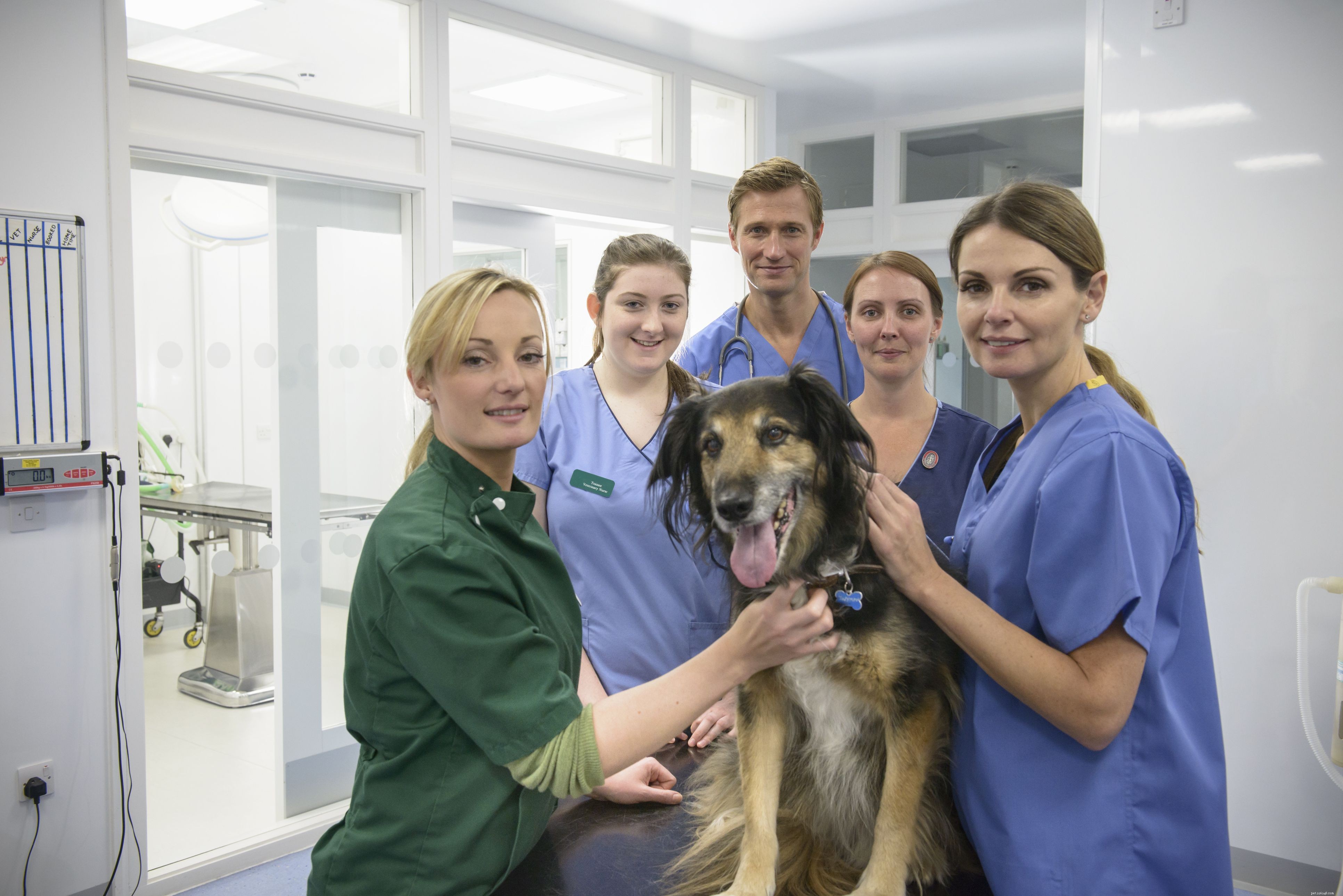 6 Essential Vet Insights Every Pet Owner Should Know