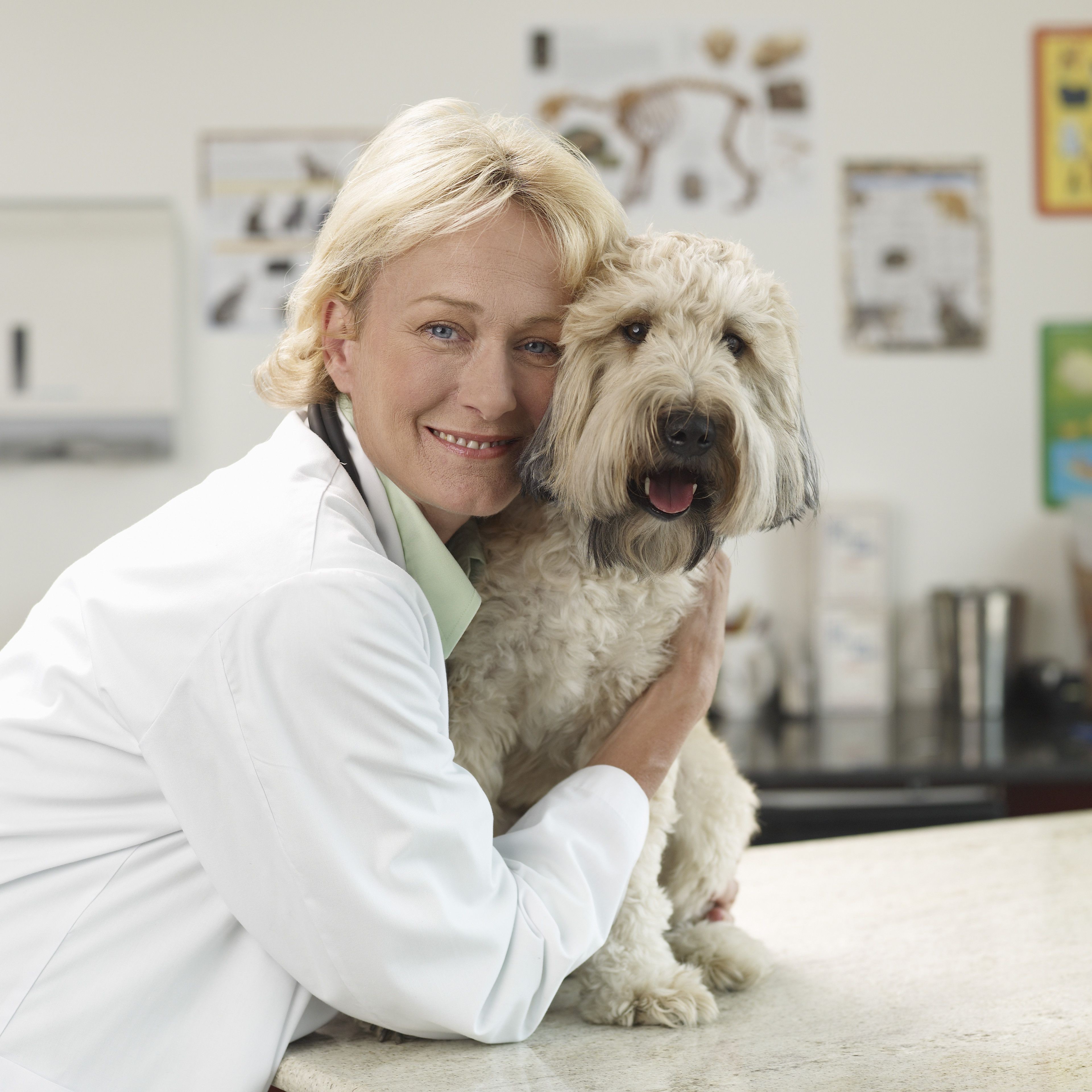 6 Essential Vet Insights Every Pet Owner Should Know