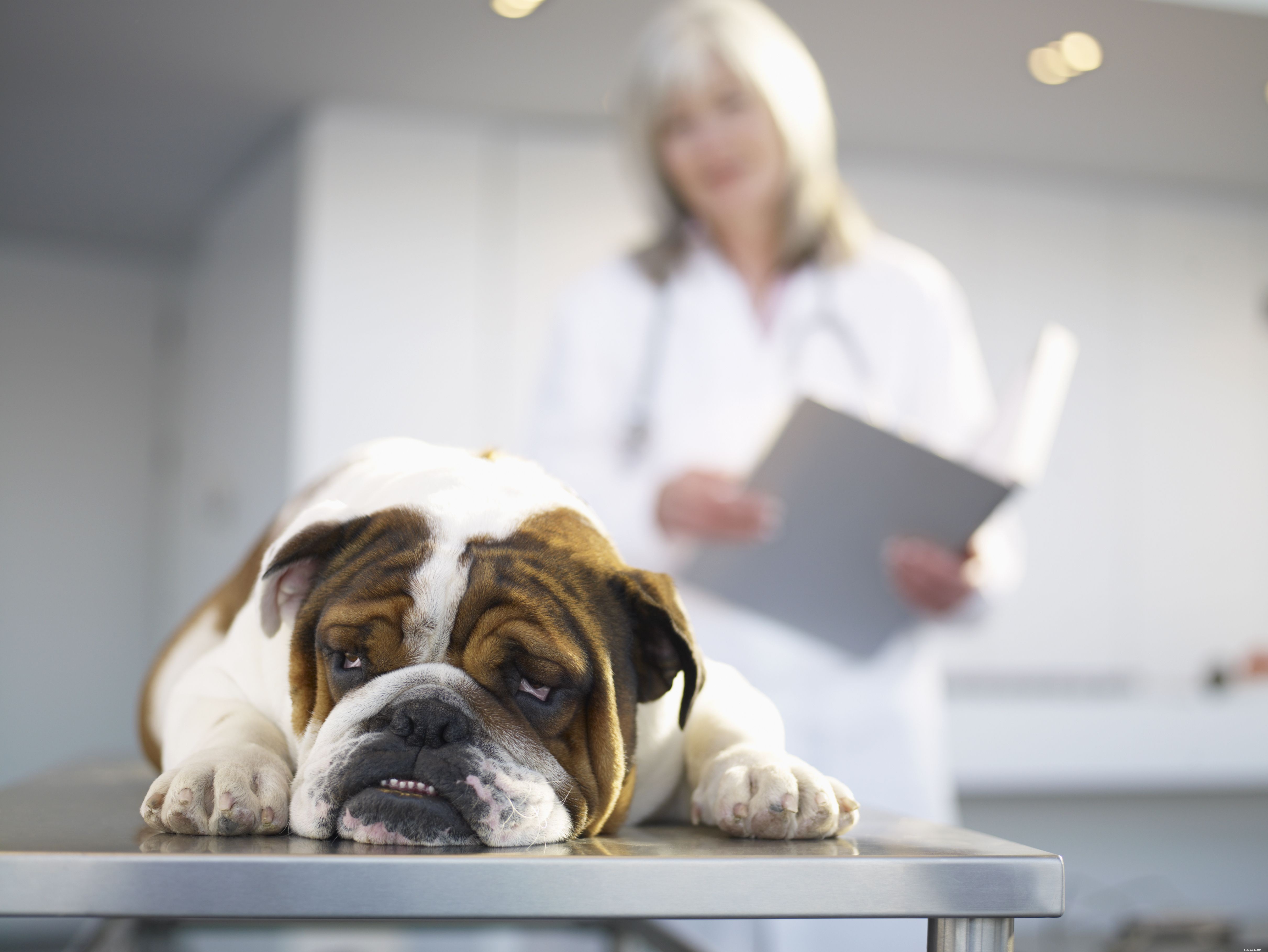 6 Essential Vet Insights Every Pet Owner Should Know