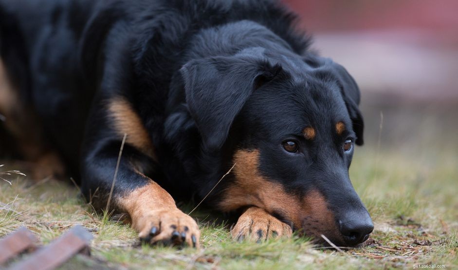 Beauceron Dog Breed Profile: History, Traits & Care Guide