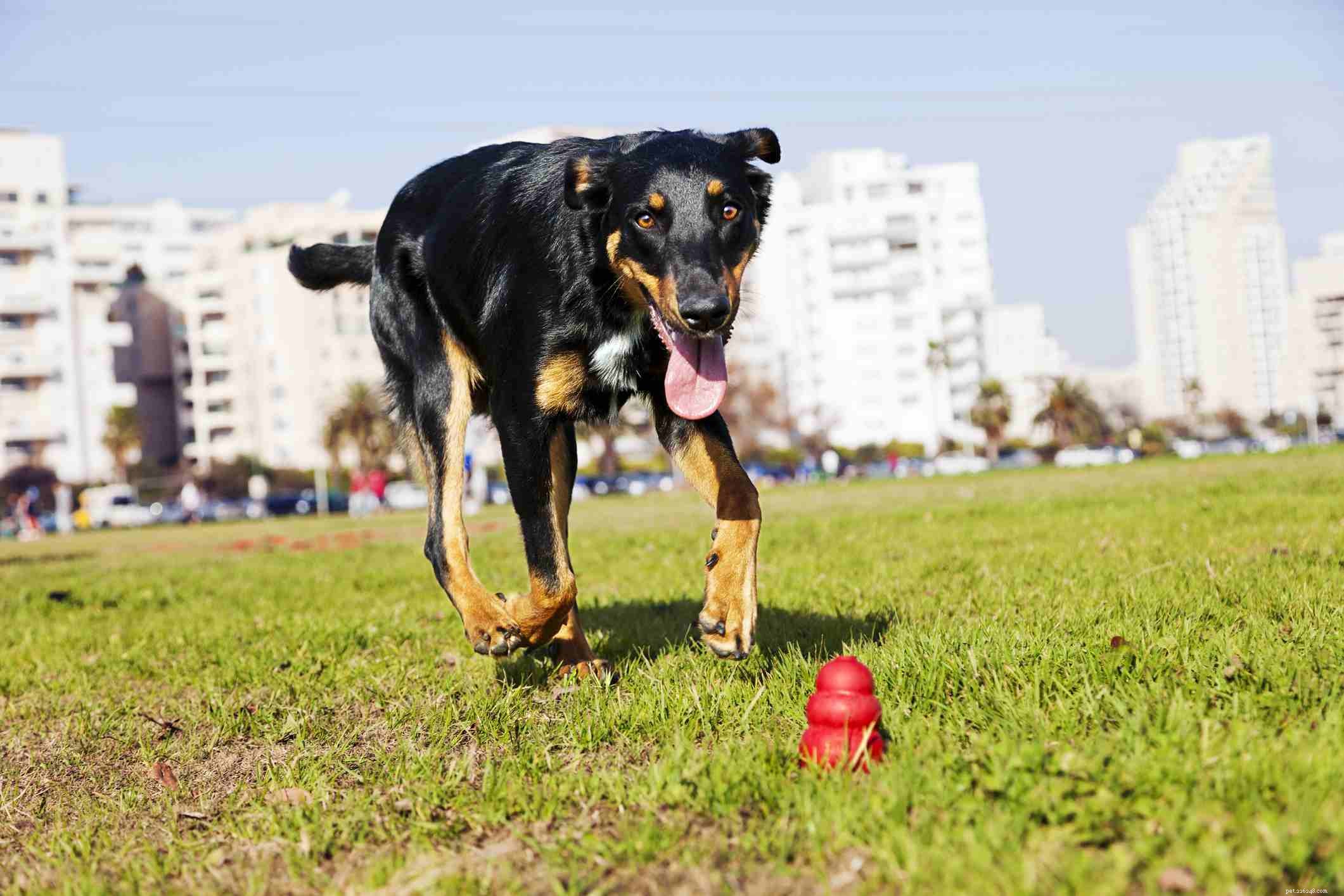 Beauceron Dog Breed Profile: History, Traits & Care Guide