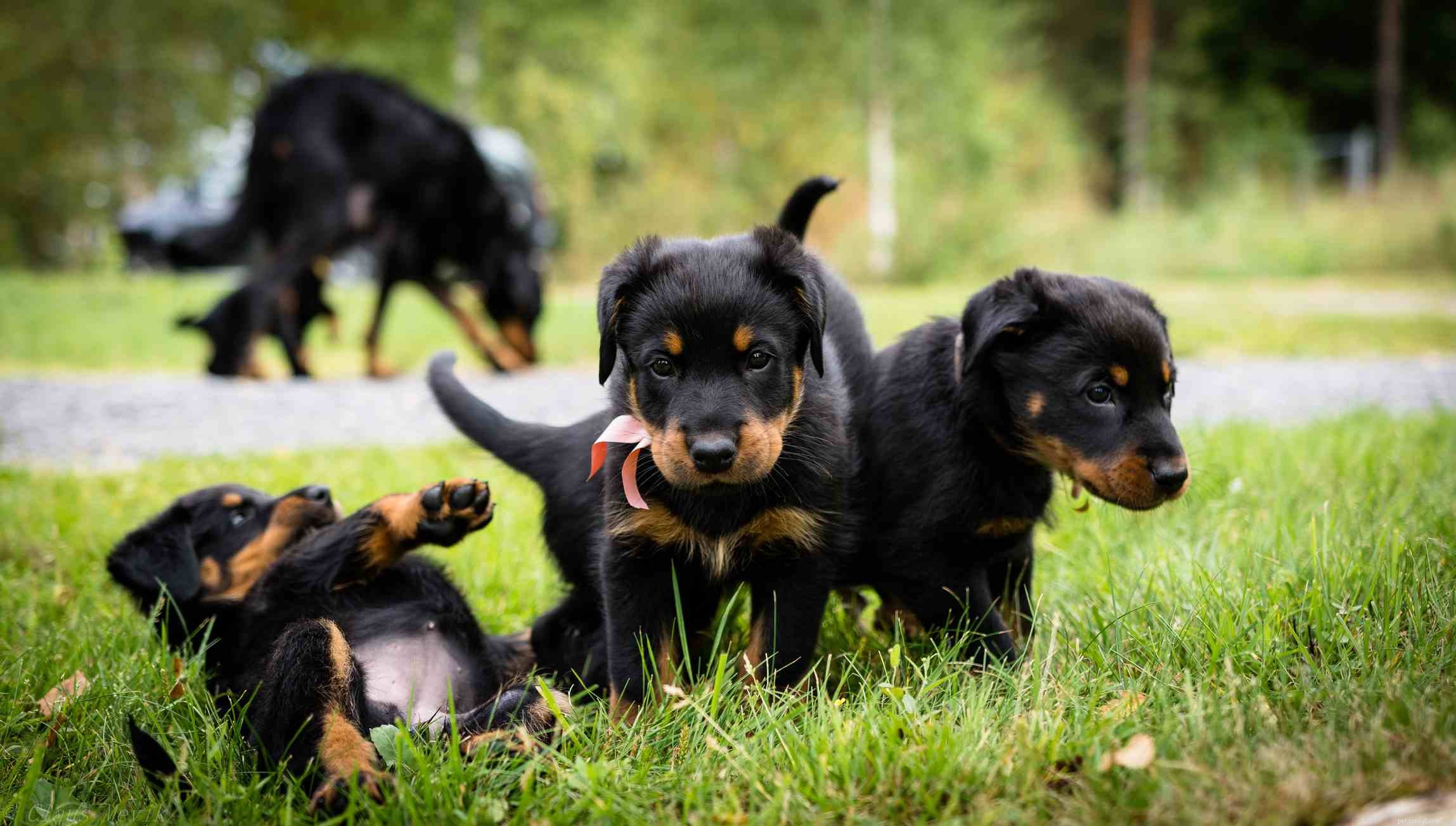 Beauceron Dog Breed Profile: History, Traits & Care Guide