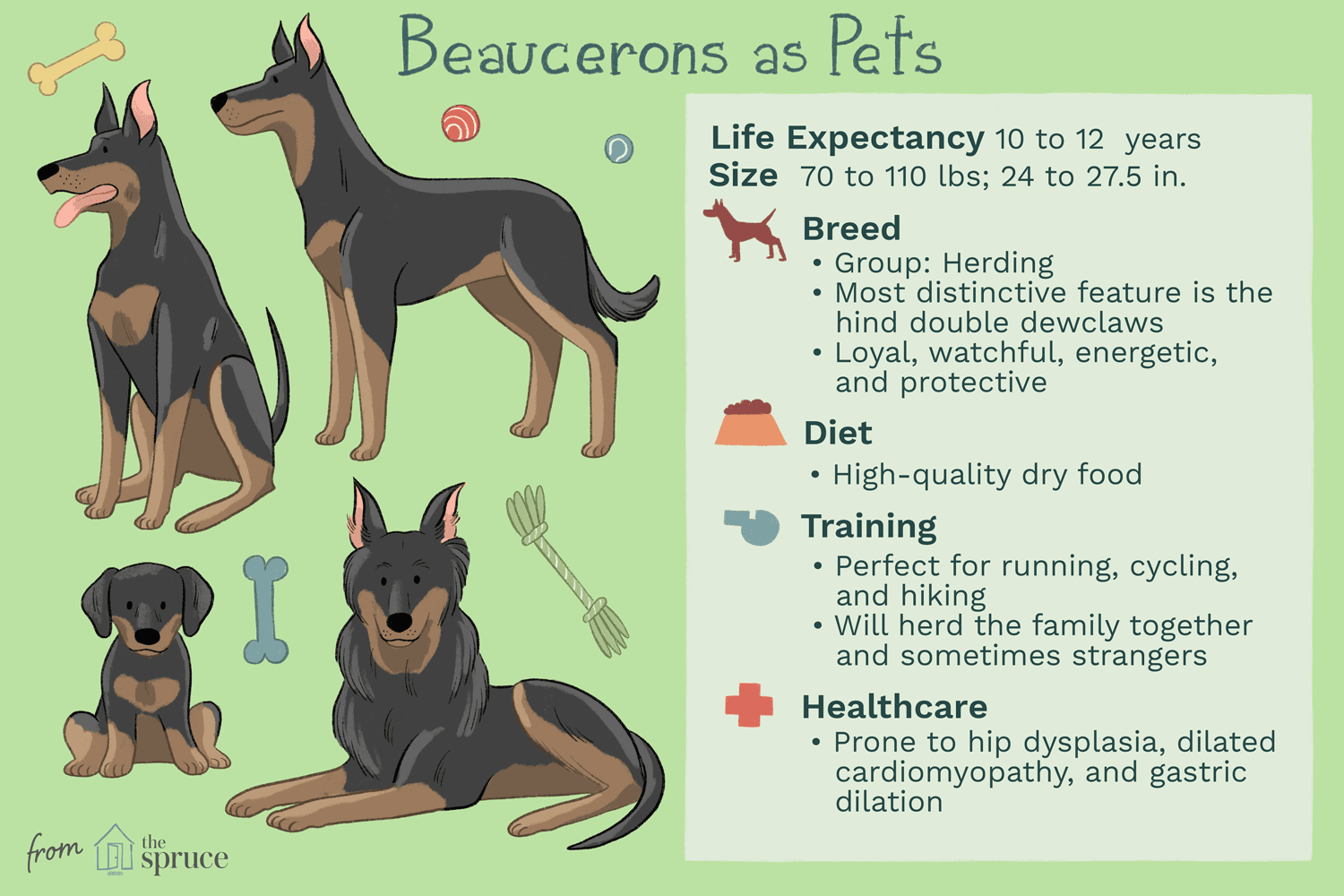 Beauceron Dog Breed Profile: History, Traits & Care Guide
