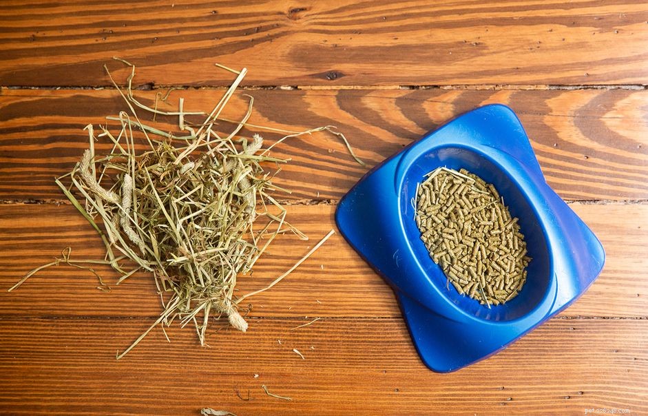 Essential Guide to Feeding Your Pet Rabbit: Healthy Foods & Nutrition