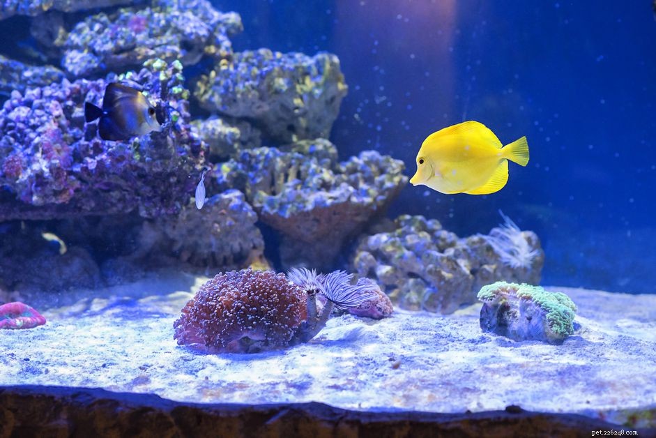 Activated Carbon: A Trusted Solution for Saltwater Aquarium Filtration