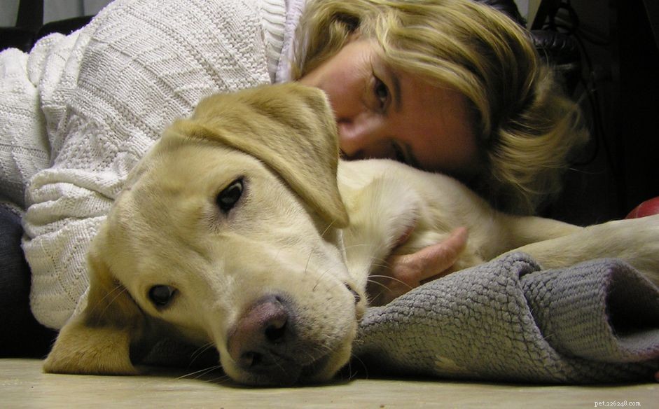 Can You Catch Heartworms From Your Dog? Learn the Facts