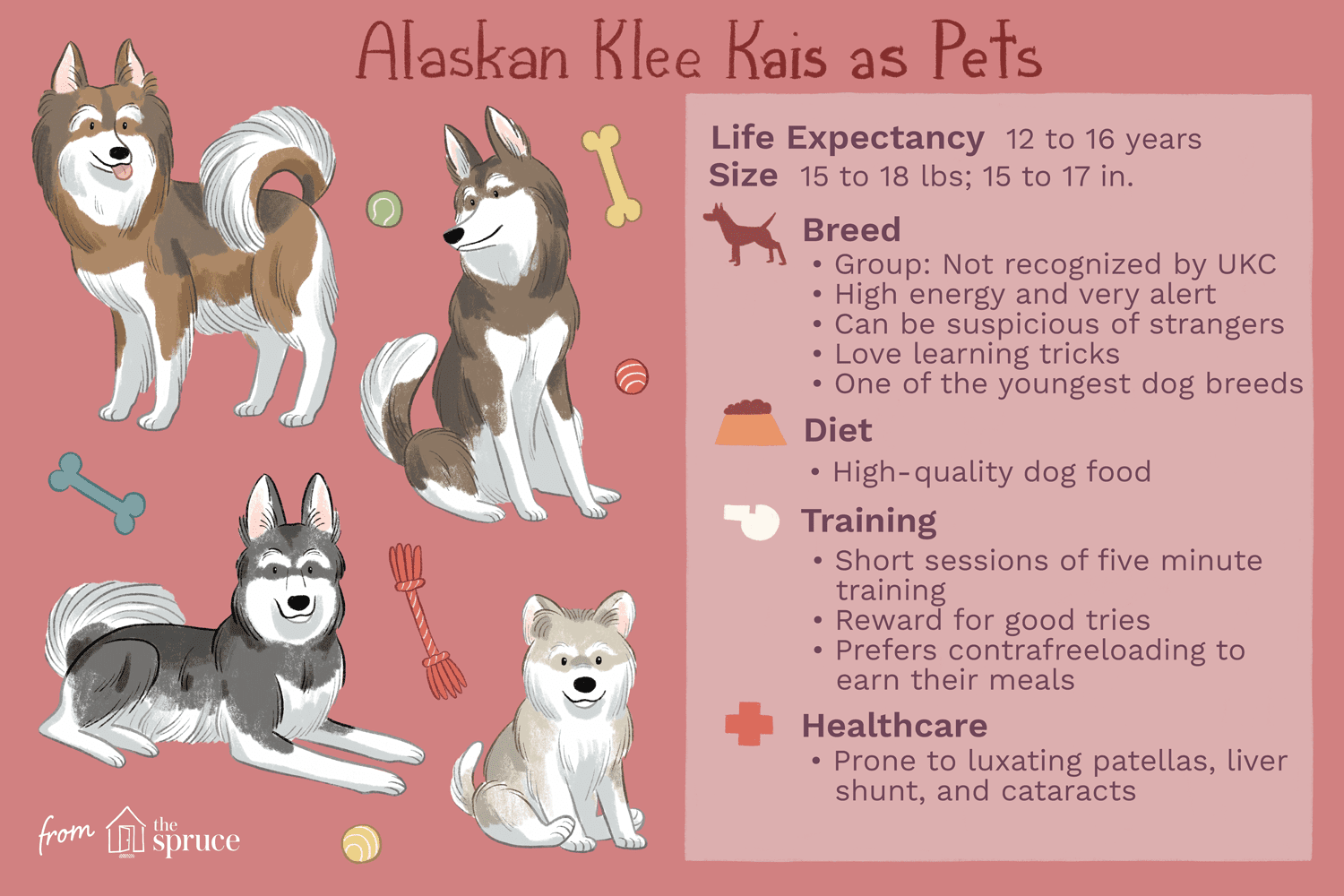 Alaskan Klee Kai: Complete Guide to Breed Traits, Care, and Health