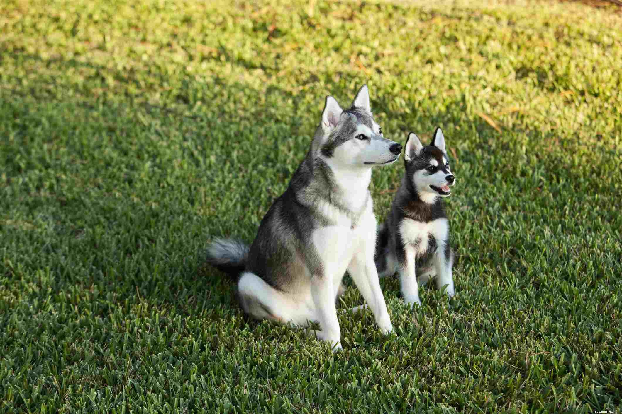 Alaskan Klee Kai: Complete Guide to Breed Traits, Care, and Health