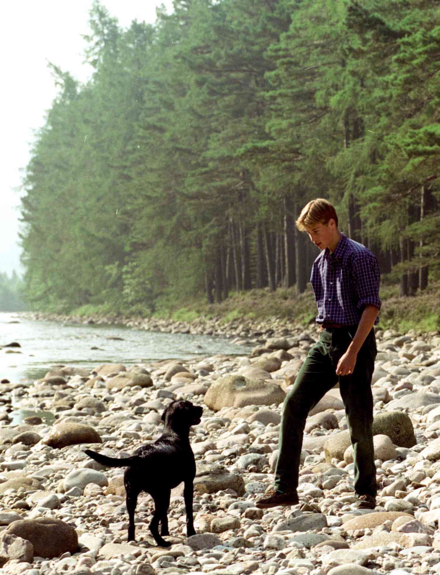 Labrador Retriever: Characteristics, Care & Adoption Guide