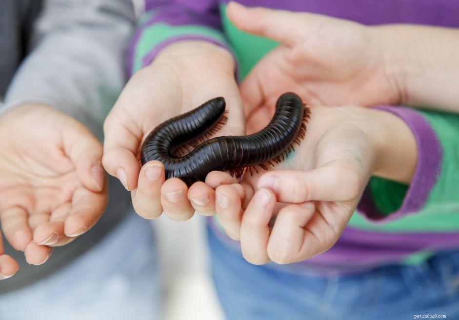 Keeping an African Giant Millipede as a Pet: What You Need to Know