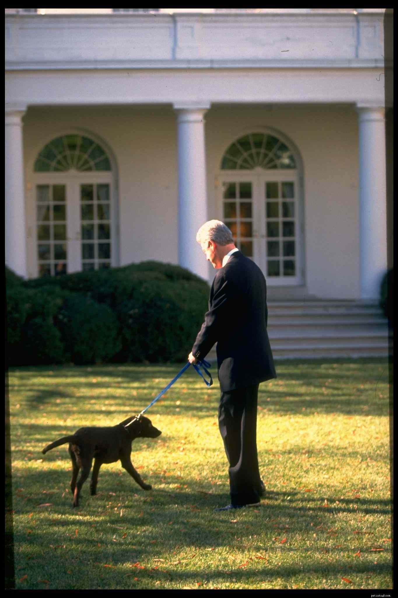 Labrador Retriever: Characteristics, Care & Adoption Guide