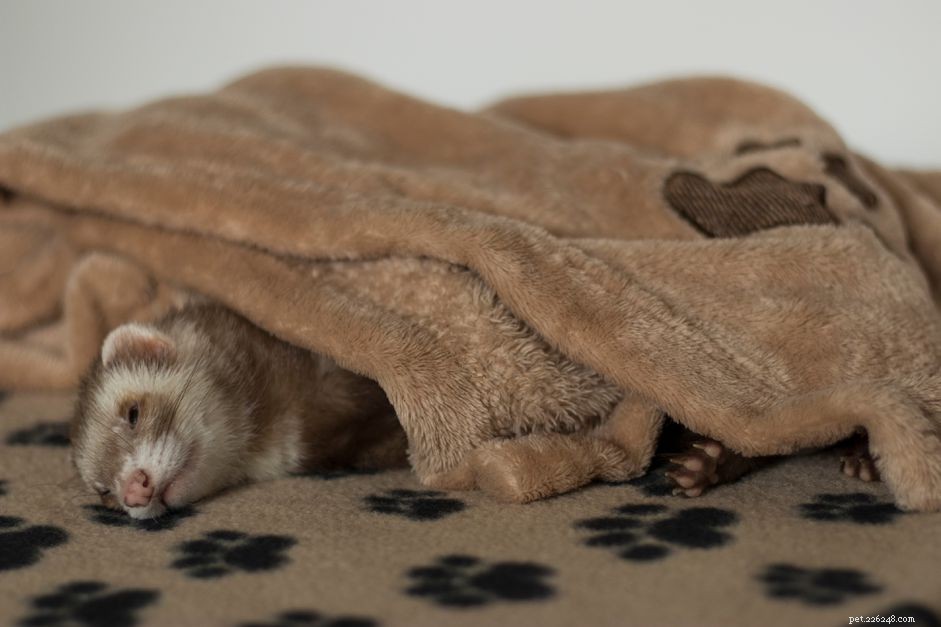 Ferret Lymphoma: Causes, Symptoms & Treatment Options