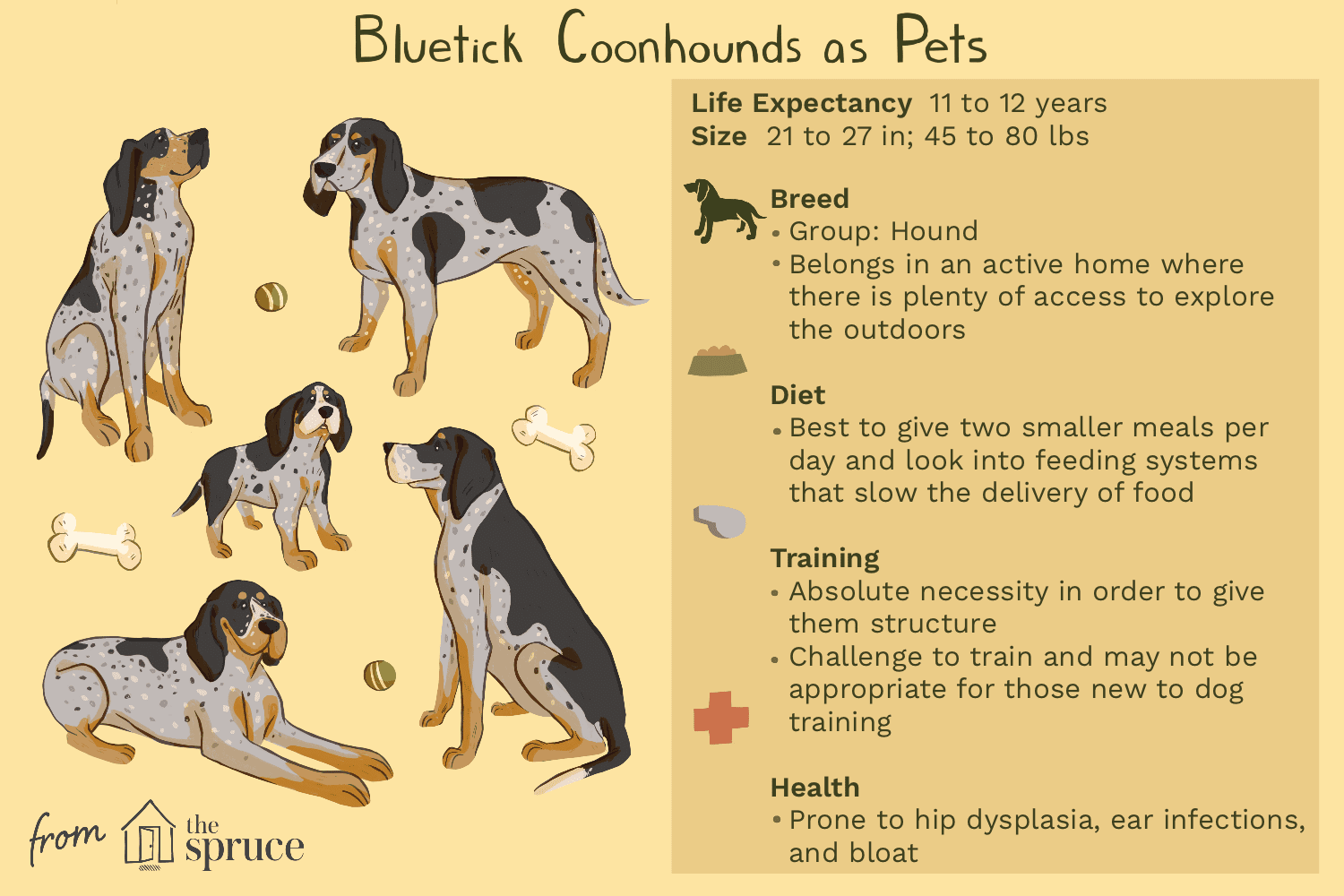 Bluetick Coonhound: Characteristics, Care, and Adoption Guide