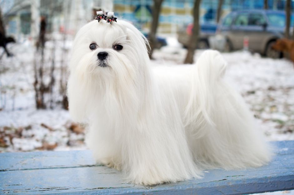 Maltese Dogs: Complete Guide to Traits, Care, and Training
