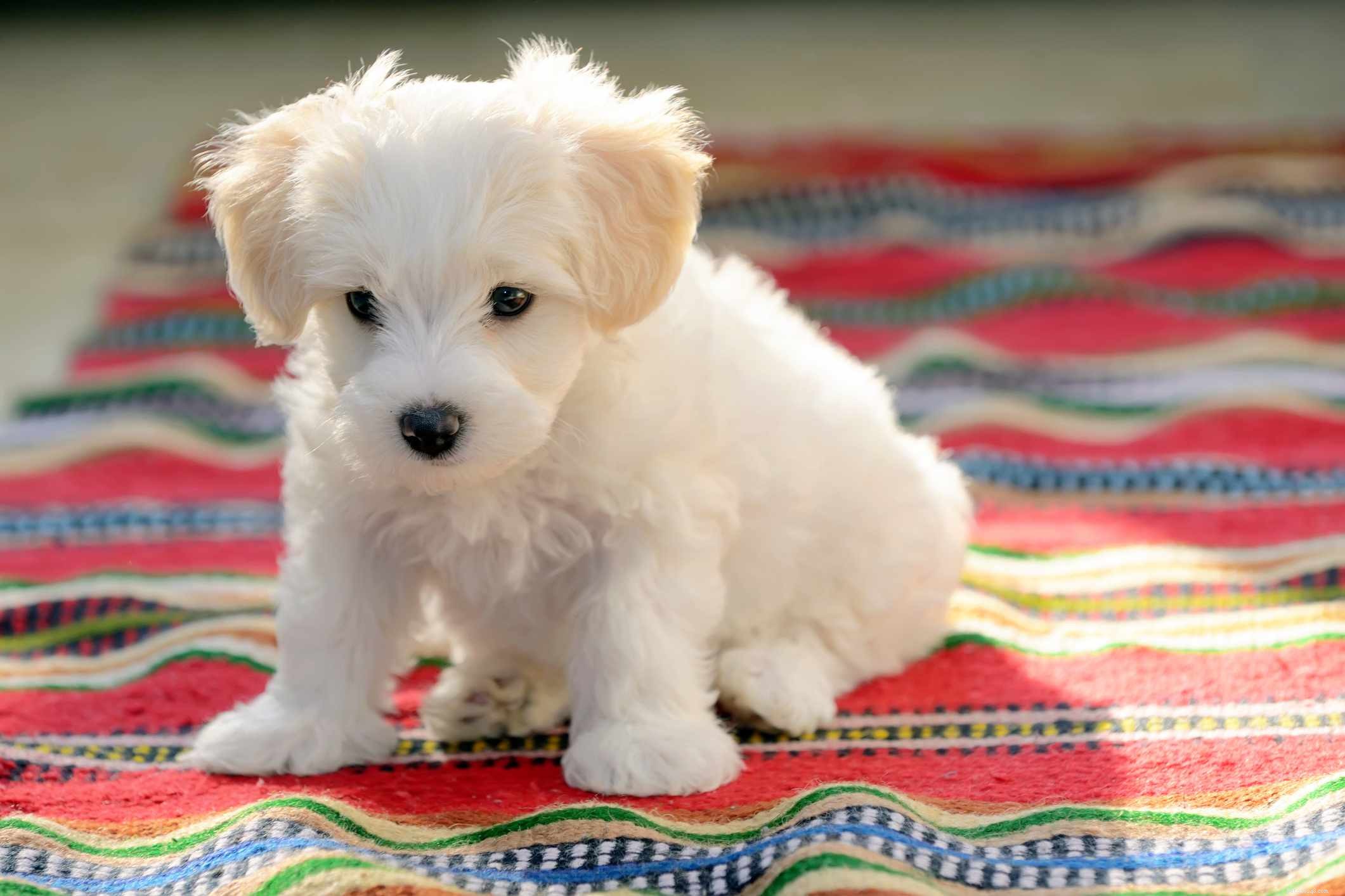 Maltese Dogs: Complete Guide to Traits, Care, and Training