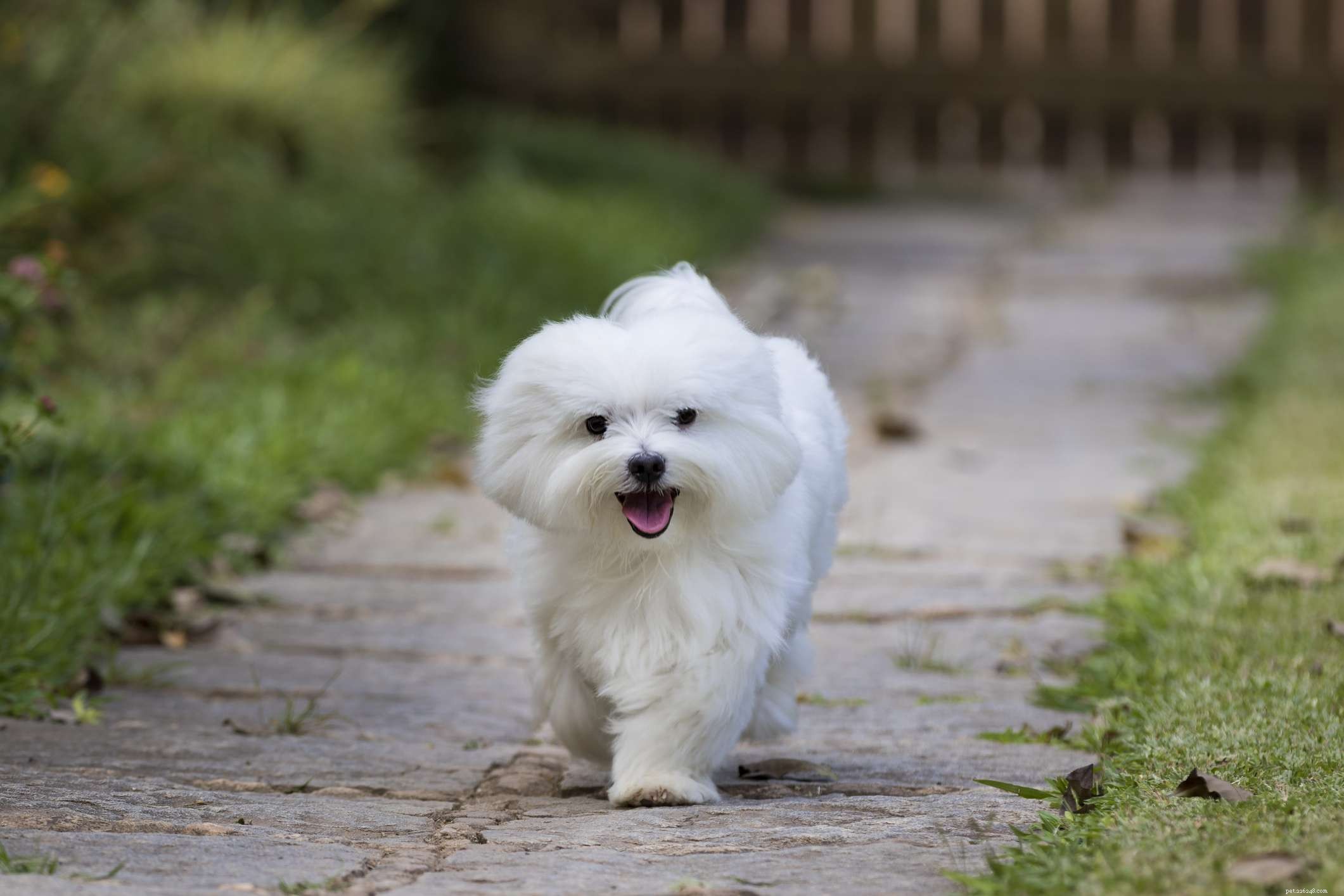 Maltese Dogs: Complete Guide to Traits, Care, and Training