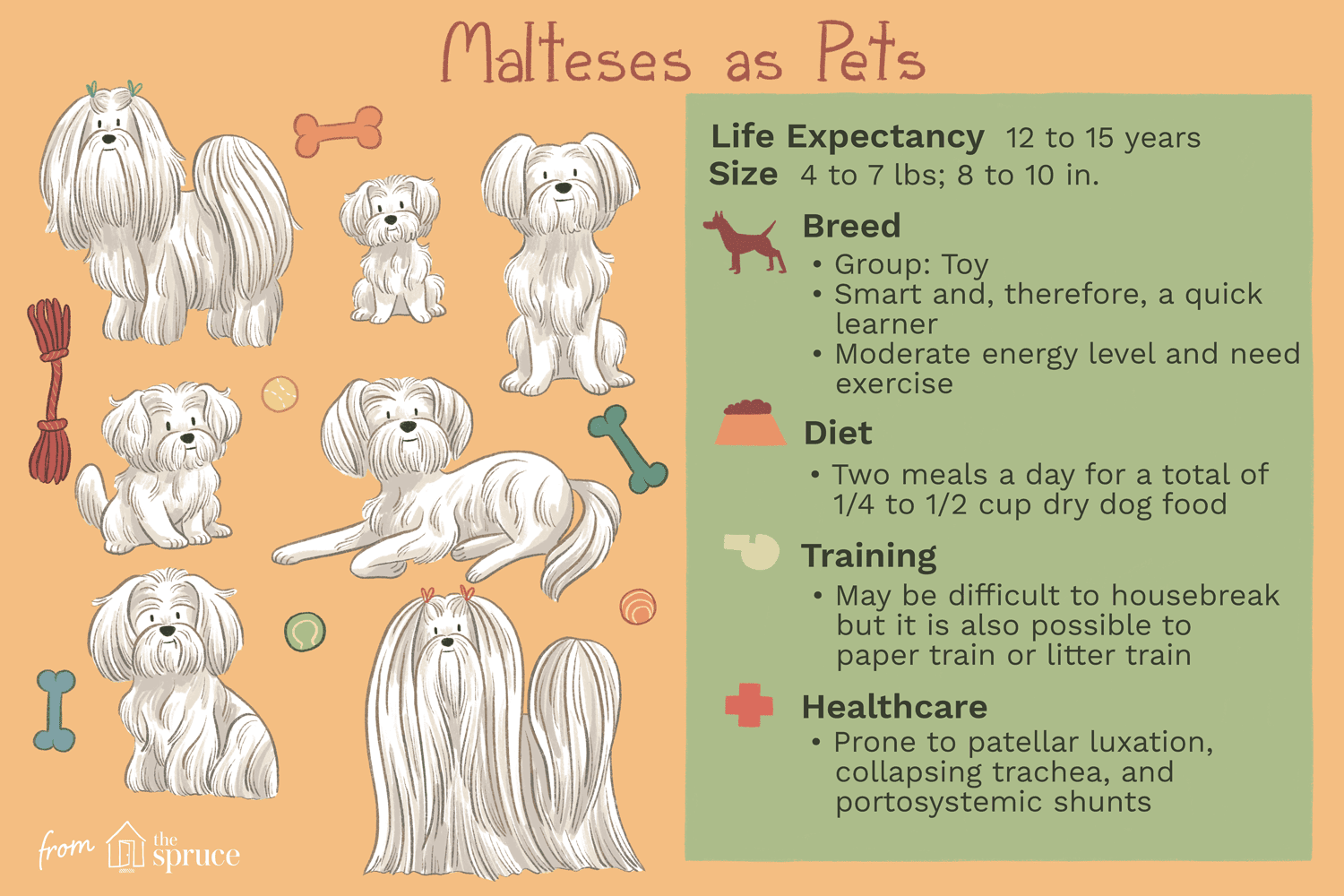 Maltese Dogs: Complete Guide to Traits, Care, and Training