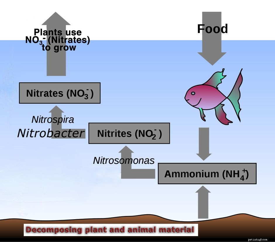 Mastering the Nitrogen Cycle: Essential Guide for Saltwater Aquariums