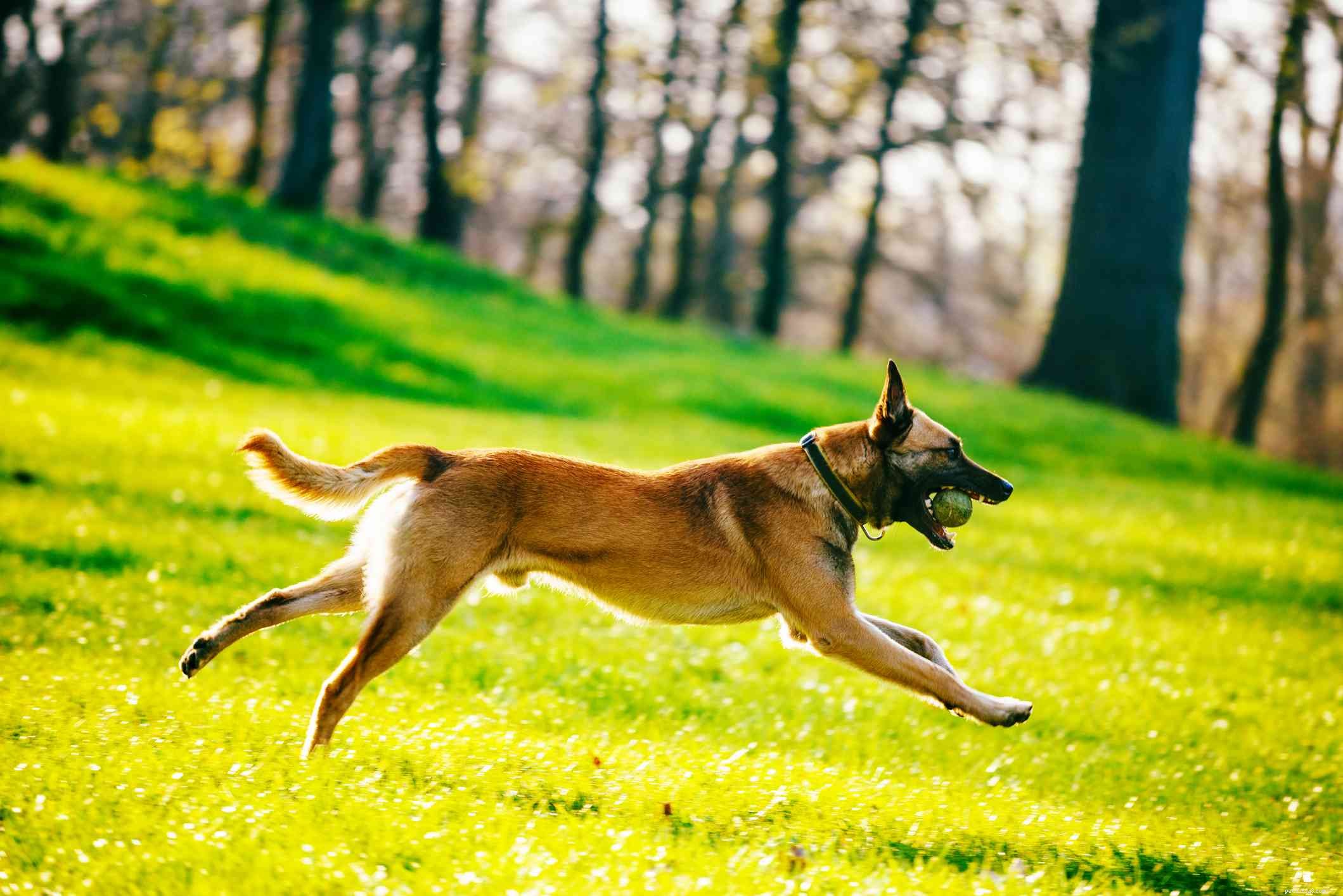 Belgian Malinois: Complete Guide to Breed Traits, Care, and Training