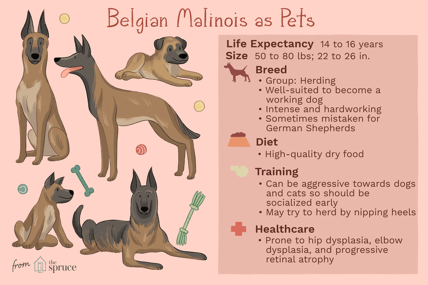 Belgian Malinois: Complete Guide to Breed Traits, Care, and Training