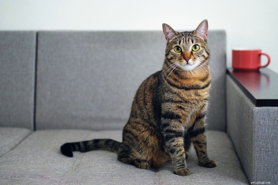 Preventing and Treating Hairballs in Cats: A Comprehensive Guide