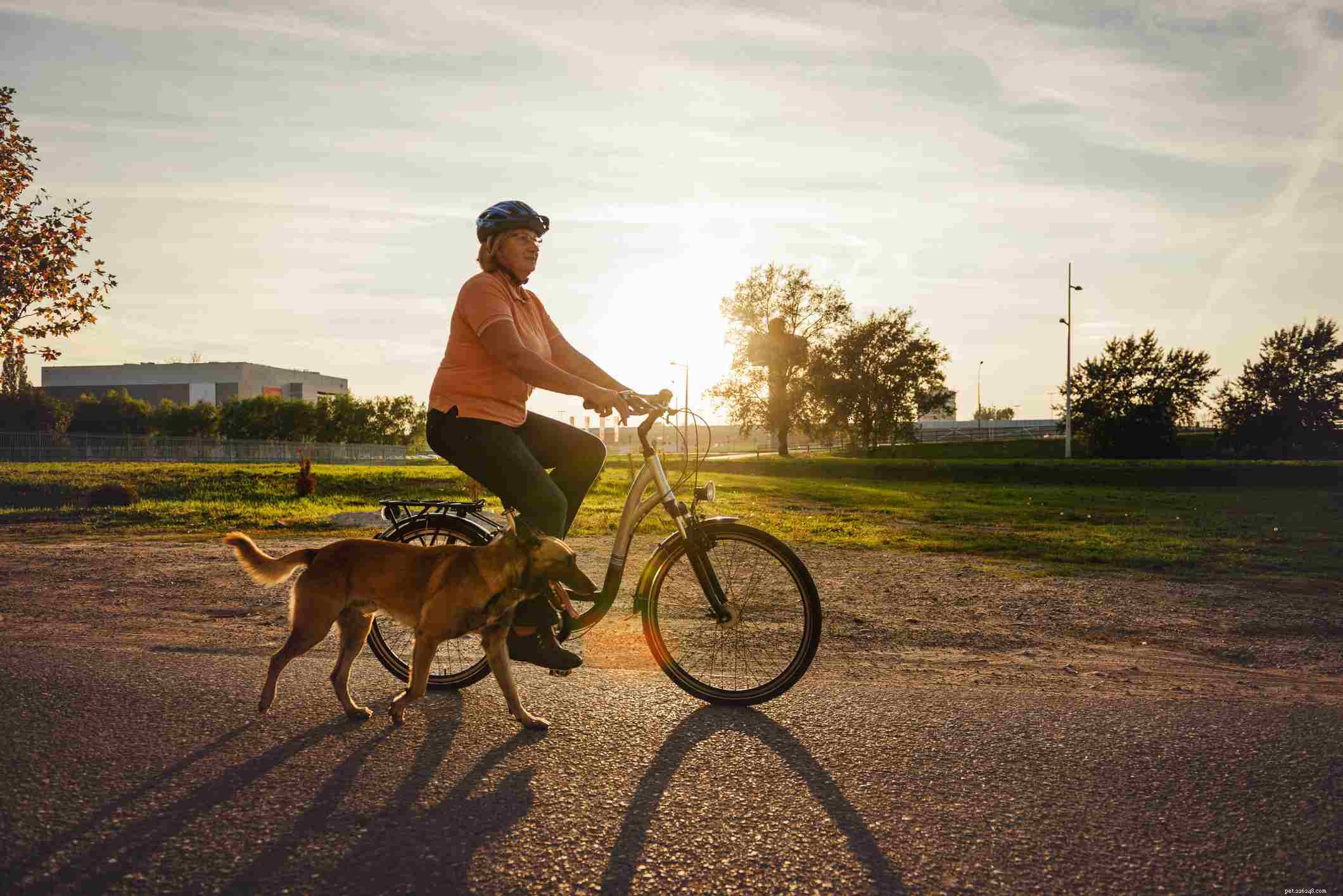 Belgian Malinois: Complete Guide to Breed Traits, Care, and Training