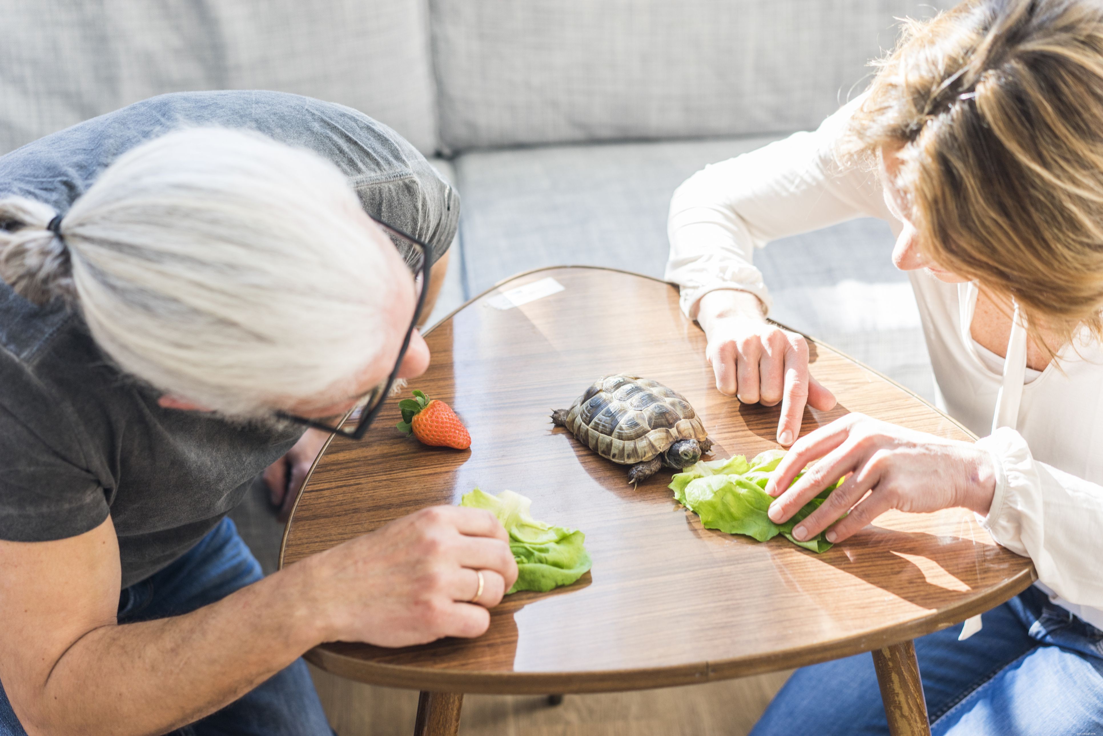 Preventing Respiratory Infections in Turtles & Tortoises