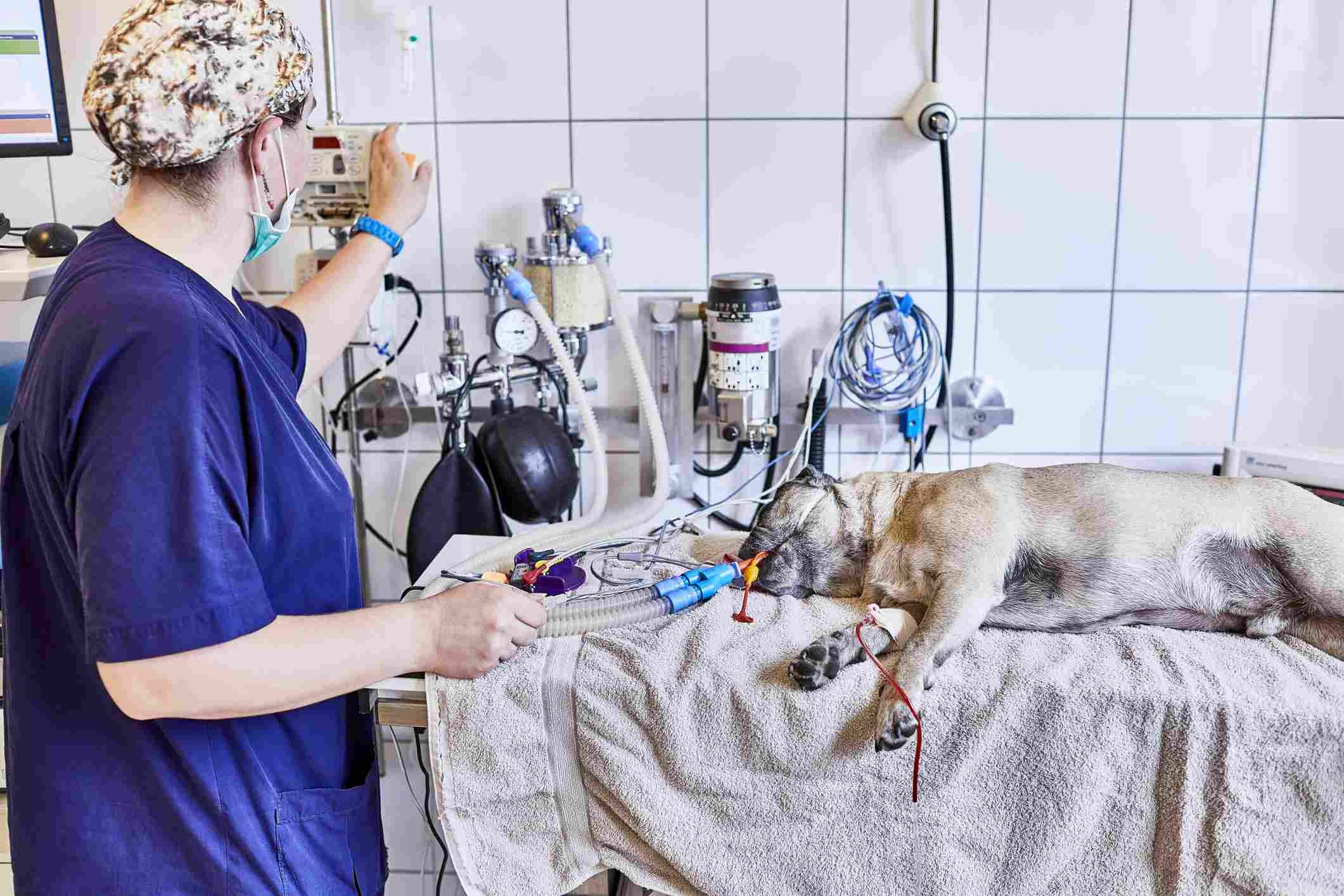 Key Indicators of Canine Cancer: A Guide for Pet Owners
